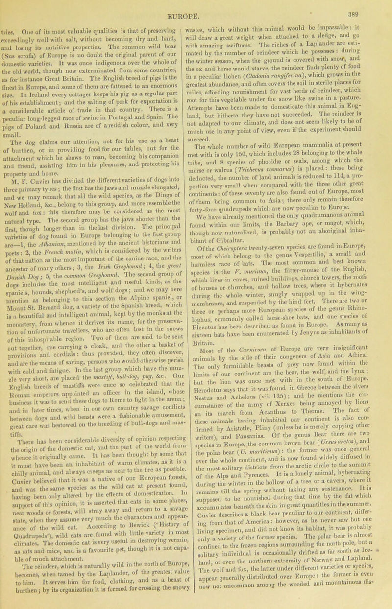 tries. One of its most vulnalile qualities is that of preserviiiR e.xceetliiigly well with salt, without becoming ilry and hard, ami losing its nutritive properties. The common wild hoar (Sus scrofa) of Europe is no doubt tbe original parent of our domestic varieties. It was once indigenous over the whole of the old world, though now exterminated from some countries, ns for instance Great Britain. The English breed of pigs is the finest in Europe, and some of them are fattened to an enormous size. In Ireland every cottager keejis his pig as a regular part of his establishment; and the salting of pork for exportation is a considerable article of trade in that country. There is a peculiar long-legged race of swine in Portugal and Spain. The pigs of Poland and Russia are of a reddish colour, and very small. The dog claims our attention, not for his use as a beast of burthen, or in providing food for our tables, but for the attachment which he shows to man, becoming his companion and friend, assisting him in his pleasures, and protecting his property and home. M. F. Cuvier has divided the difl'erent varieties of dogs into three primary types; the first has the jaws and muzzle elongated, and we may remark that all the wild species, as the Dingo of New Holland, &c., belong to this group, and more resemble the wolf and fox: this therefore may be considered as the most natural type. The second group has the jaws shorter than the first, though longer than in thela.st division. Tbe principal varieties of dog found in Europe belonging to the Bret group are—1, the .^ttanin/i, mentioned by the ancient historians and poets : '2, tbe French matin, which is considered by the writers of that nation as the most important of tbe canine race, and the ancestor of many others; 3, the Irish Greyhound; 4, the great Danish Dog; 5, the common Greyhound. The second group ot dogs includes the most intelligent and useful kinds, as the spaniels, hounds, shepherd’s, and woll dogs ; and we may here mention as belonging to this section the Alpine spaniel, or Mount .St. Bernard dog, a variety of the Spanish breed, which is a beautiful and intelligent animal, kept by tbe monks at the monastery, from whence it derives its name, for the preserva- tion of unfortunate travellers, who are olten lost in the snows of this inhospitable region. Two of them are said to be sent out together, one carrying a cloak, and the other a basket of provisions and cordials: thus provided, they often discover, and are the means of saving, persons who would otherwise perish with cold and fatigue. In the last group, which have the muz- zle very short, are placed the mastiff, bull-dog, pug, &c. Our English breeds of mastifts were once so celebrated that the Roman emperors appointed an officer in the island, whose business it was to send these dogs to Rome to fight m the arena ; and in later times, wlien in our own country savage conflicts lietween dogs and wild beasts were a fashionable amusement, great care was bestowed on the breeding of bull-dogs and mas- tills. . There has been considerable diversity of opinion respecting the origin of the domestic cat, and the part of the world from whence it originally came. It has been thought by some that it must have been an inbabitant of warm climates, as it is a chilly animal, and always creeps as near to the lire as possible. Cuvier believed that it was a native of our European forests, and was the same species as the wild cat at present found, having been only altered by the eflects of domestication In support of this o[iinion, it is asserted that caU m some places, near woods or forests, will stray away and return to a savage state, when thev assume very much the characters and apiwar- aiice of tlie wild cat. According to Bewick ( History of Quadrupeds’), wild cats are found with little variety n. most climates. The domestic cat is very useful in destroying vermin, as rats and mice, and is a favourite pet, though it is not capa ble of much attachment. Tbe reindeer, which is naturally wild in the north of Europe, becomes, when tamed by the Laplander, oi the greatest value to him. It serves him for food, clothing, and as a beast of burthen j by its organization it is formed for crossing the snowy wastes, which without tins animal would be impassable : it will draw a great weight when attached to a sledge, and go with amazing swiftness. The riches of a Laplander are esti- mated by the number of reindeer which he possesses: during the winter season, when the ground is covered with snmr, and tlie ox and horse would starve, the reindeer finds plenty of food in a peculiar lichen (C/ado/n'a rmtffijenna^f which grows in the greatest abundance, and often covers the soil in sterile places for miles, allbrding nourishment for vast herds of reindeer, which root for this vegetable under the snow like swine in a pastuie. Attempts have been made to domesticate this animal in Eng- land, but hitherto they have not succeeded. The reindeer is not adapted to our climate, and does not seem likely to be of much use in any point of view, even if tbe experiment should succeed. The whole number of wild European mammalia at present met with is only 150, which includes 28 belonging to the whale tribe, and 8 species of phocidae or seals, among which the morse or walrus (7’n'c/iecws rosmarus^ is placed: these being deducted, the number of land animals is reduced to 114, a pro- portion very small when compared with the three other great continents: of these seventy are also found out of Europe, most of them being common to Asia; there only remain therefore forty-four quadrupeds which are now peculiar to Europe. ^ We have already mentioned the only quadrumanous animal found within our limits, the Barbary ape, or magot, which, though now naturalized, is probably not an aboriginal inlia- bltant of Gibraltar. Of the C/iei>op<«i a twenty-seven species arc found m Europe, most of which belong to the genus Vespertilio, a small and harmless race of bats. Tlie most common and best known species is the F. murinus, the flitter-mouse of tbe English, which lives in caves, ruined buildings, church towers, tbe roots of houses or churches, and hollow trees, where it hybernates during the whole winter, snugly wrapped up in the wing- membranes, and suspended by tbe bind feet. There are two or three or perhaps more European species of the genus Rhino- lophus, commonly called horse-shoe bats, and one species of Plecotus has been described as found in Europe. As many as sixteen bats have been enumerated by Jenyns as inhabitants of Britain. . . .„ . Most of the Carnivora of Europe are very msignificant animals by tbe side of their congeners of Asia and Africa. The only formidable beasts of prey now found within the limits of our continent are the bear, the wolf, and the lynx ; but the lion was once met with in the south of Europe. Herodotus says that it was found in Greece between the rivers Nestus and Achelous (vii. 125) ; and he mentions the cir- cumstance of the army of Xerxes being annoyed by lions on its march from Acanthus to Thcriiie. The tact ot these animals having inhabited our continent is also con- lirmed by Aristotle, Pliny (unless he is merely copying other writers), and Pausanias. Of the genus Bear there are two species in Europe, the common brown hear {Ursusarctos), and the polar bear C I/, maritimus): the former was once general over the whole continent, and is now found widely dill used in the most solitary districts from the arctic circle to the summit of tlie Alps and Pyrenees. It is a lonely animal, bybernating during the winter in the hollow of a tree or a cavern, where it remains till the spring without taking any sustenance. It is supposed to be nourished during ll.at time by the fat winch accumulates beneath the skin in great quantities 111 the summer. Cuvier describes a black bear peculiar to our continent, diller- ing from that of America; however, as he never saw but one living specimen, and did not know its habitat, it was probably only a variety of tbe former species. The polar bear is almost confined to the frozen regions surrounding the north pole, but a solitary individual is occasionally drifted as far south as Ice- land, or even the northern extremity of Norway and Lapland. The wolf and fox, the latter under diflerent varieties or species, appear generally distributed over Euroiie : the former is even now not uncommon among the wooded and mountainous d.s-