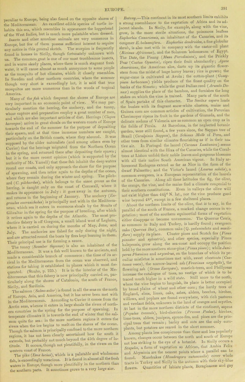 peculiar to Europe, being also found on the opposite shores of the Mediterranean. An excellent edible species of turtle in- i habits this sea. which resembles in apireiirauce the loggerhead J of the West Indies, but is much more palatable when dressed. | Inseclt and other annulose animals are very numerous in Europe, but few of them possess sufficient interest to require any notice in this general sketch. The scorpion is frequently i found in houses in Sicily, though fortunately unknown with us. The common gnat is one of our most troublesome insects, and in warm shady places, where there is much stagnant fresh water, it will cause almost as much annoyance to some people as the mosquito of hot climates, which it closely resembles. In Sweden and other northern countries, where the summer thougli very short is exceedingly hot, it is said that true mosquitos are more numerous than in the woods of tropical America. Many of the fish which frequent the shores of Europe are very important in an economic point of view. We may par- ticularly mention the herring, the anchovy, anil the tunny, whose capture and preparation employ a great number of men, and which are also important articles of diet. Herrings (Clupea hartiigiis) arrive in great shoals on the western coasts of Europe towards the end of the summer for the pui-pose of depositing their spawn, and at that time immense numbers are caught, particularly on the British coasts, where they abound. It was supposed by tbe older naturalists (and among otliers even by Cuvier) that the herrings migrated from the Northern Ocean in the spring, and returned there after depositing their spawn ; but it is the more recent opinion (which is supported by the authority of Mr. Yarrell) that tliese thh inhabit the deep waters round our coasts, and only approach the shore for the purpose of spawning, and then retire again to the depths of the ocean, where they remain during the winter and spring. The pilch- ard (C. pilehardus), which belongs to the same genus as the herring, is caught only on tlie coast of Cornwall, where it makcs°its appearance in July : it goes away in the autumn, and returns in the beginning of January. The anchovy (i.«- gruulus cncrasicholus) is principally met with in the Mediterra- nean, which sea it enters in enormous shoals by the Straits of Gibraltar in the spring for the purpose of breeding, after which it retires again to the depths of the Atlantic. The most pro- ductive fishery is oil' Gorgona, a small island west of Leghorn, where it is carried on during the months of May, June, and July The anchovies are fished for only during the night, and are attracted round the boats by fires kept buniing in them. Their principal use is for forming a sauce. Tlie tunny {Scomber tkgiiiim) is also an inhabitant of the Mediterranean. It was a fish well known to the ancients, and made a considerable branch of commerce : the time of its ar- rival in the Mediterranean from the ocean was observed, and stations for taking it established in places which it most fre- quented. (Strabo, p. 225.) It is in the interior of the Me- diterranean that this fishery is now principally earned on, par- ticularly along the shores of Catalonia, the south of France, Sicily, and Sardinia. . . „ . , The salmon < Sabno »alar)\a found mall the seas on the north of Europe. Asia, and America, but it has never been met with in the Mediterranean. According to Cuvier it comes from the Arctic seas, whence it enters in large shoals tlie rivers of north- ern countries in the spring for the purpose of siiawniug. In temperate climates it is towards the end of winter that the sal- moiiquits the sea: in the more northern regions it enters the rivers when the ice begins to melton the shores of the ocean. Though the salmon is principally confined to the more northern regions, it has not been clearly ascertained how far south it extends, but probably not much beyond the 45th degree of la- titude. It occurs, though not plentifully, in tbe rivers on the western coast of France. The pike {E»»x luciut'), which is a palatable and wholesome fish, is exceedingly voracious. It is found in almost alt the fresh waters in Euroiic, though more plentilully in the northern than die southern jiarts. It sometimes grows to a very large size. Botany.—This continent in its most southern limits exhibits a strong resemblance to the vegetation ol Atrica and its ad- jacent islands. In Sicily, for example, along with the vine, grow, in the more sterile situations, the poisonous lealless Euphorbia Canariensis, aii inhabitant of the Canaries, and its congener E. buUamiJ'era. Euphorbia dendroides, a fine globular shrub, is also met with in company with the castor-oil plant {liicinus Jfricamis), and the Solarium sodomaium of Egypt. The Date, the Pisang {Musa Parudisiaca), and the Prickly Pear [Cactus Opuutid), ripen their fruit abundantly; Agave Americana, the American aloe, darts up its gigantic (lower- stem from the midst of huge homy leaves; rice is grown; the sugar-cane is cultivated at Avola; the cotton-plant (Gossy- pium herbaceum) yields produce of the finest quality on the banks of the Simeto; while the great Italian reed {Arundo Do- nax) supplies the place of the bamboo, and furnishes the long stakes on which the vine is ti-ained. Many jiarts of the south of Spain partake of this character. The Smilax aspera loads die bushes with its fragrant snow-white clusters, maize and Guinea corn are common articles of cultivation, the Peruvian Cherimoyer ripens its fruit in the gardens of Granada, and the delicate melons of Valencia are as common an open crop as in the fields of Persia. At Barcelona, in the neglected botanic garden, were still found, a few years since, the Sappan tree of Brazil {Coralpinia Sappan), the Schinus Molle of Peru, and other trees from similar climates nourishing as if in their na- tive air. In Portugal the laurel {Cerasus Lusitanica) seems almost idendcal with the Hixa of the Canaries, while the Coral- trees at Lisbon unfold their noble leaves and gorgeous blossoms with all their native South American vigour. In Italy ar- borescent Endogens extend as far- as Nice in the form of the dwarf Palmetto; and the Victor’s laurel {Laurus nobi/is), a common evergreen, is a European representation of die laurels of the Canaries. Along all these latitudes the fig, the olive, the orange, the vine, and the maize find a climate congenial to their southern constitutions. Even in valleys the olive will not exist higher than 44^® N. lat., nor the vine produce good wine beyond 48°, except in a few sheltered places. About the northern limits of the olive, (hat is to say, in tlie parallel of the south of France, a marked change occurs in ve- getation ; most of the southern equinoctial forms of vegetation either disappear or become uncommon. The Quercus Cerris, so common in Italy and Turkey, is hardly found; evergreen oaks {Quercus Bex), common oaks (Q. pedunculata and sessili- floni) supply its place. Cluster pines and Scotch firs {Pinus pinaster and sylvestris), and other species, especially Pinus halepensis, grow along the sea-coast and occupy the position held by the more southern stone-pine ( Pinus pinea); whileyK/ii- perus Phcenicea and oxycedrus, on the branches of which its pe- culiar misdetoe is sometimes met with, sweet chestnuts {Cas- /n«ea tesca), the narrow-leaved as\i {Fraxinus oxyphytla), the flowering ash {Ornus Europtea), mastich-trees, and Phillyreas increase the catalogue of trees, no vestige of which is to be traced much higher in a wild state. Still inore to the north, where the vine begins to languish, its place is better occupied by broad plains of wheat and other corn; the hardy trees of England, elms, limes, oaks, ashes, alders, beeches, lurches, willows, and poplars ate found everywhere, with rich pastures and verdant fields, unknown in the land of oranges and myrtles. 1 At last in the more northern districts of the continent, aspens . {Populus tremula), bird-cherries {Prunus Padus), birches, . lime-trees, alders, juniiiers, spruce-tirs, and pines are the prin- ' cipal trees that remain; barley and oats are the only corn- I plants, but potatoes are reared in the short summer, t Among plants less conspicuous than these and less popularly - known, changes occur between the north and south of Europe 3 not less striking to the eye of a botanist. In Sicily occurs a Stapelia, a form of vegetation so Africati, (hat Arabia Felix » and Abyssinia are the nearest points where a parallel can be I Ibulitl. MaiKlrakes (iMandragora nutjmnrt/is) cover wbolc II tracts in Turkey and Sicily in the autumn with their sky-blue flowers. Quatdities of labiate platits, Boraginacea) and gay