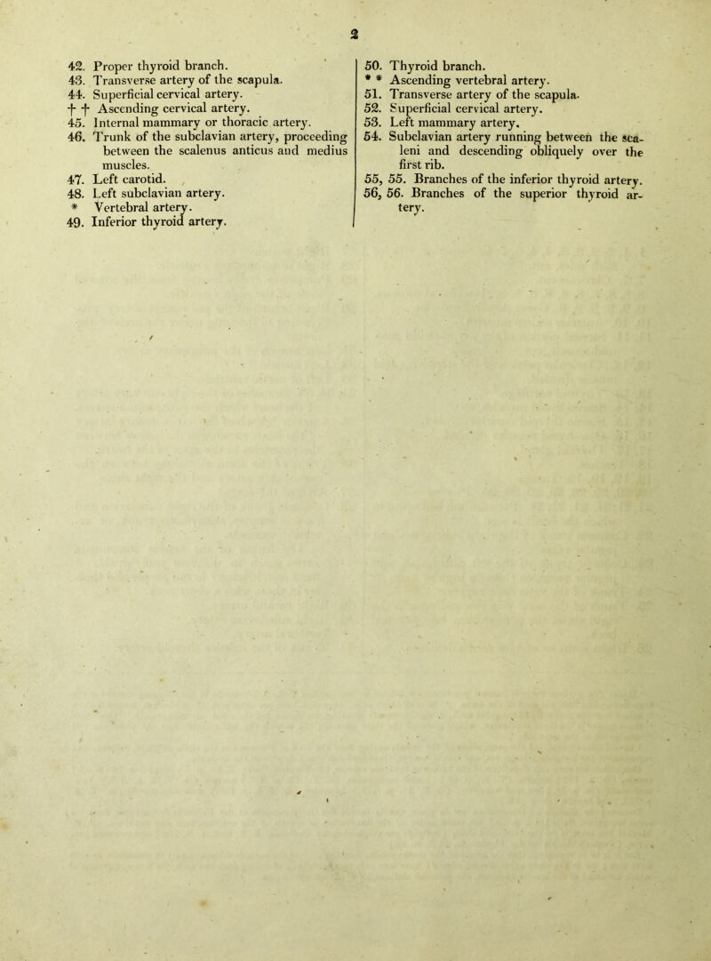 42. Proper thyroid branch. 43. I'ransver.se artery of the scapula. 44. Superficial cervical artery. -f- -|- Ascending cervical artery. 45. Internal mammary or thoracic artery. 46. Trunk of the subclavian artery, proceeding between the scalenus anticus and medius muscles. 47. Left carotid. 48. Left subclavian artery. * Vertebral artery. 49. Inferior thyroid artery. 50. Thyroid branch. * * Ascending vertebral artery. 51. Transverse artery of the scapula. 52. Superficial cervical artery. 53. Left mammary artery. 64. Subclavian artery running between the sca- leni and descending obliquely over the first rib. 55, 55. Branches of the inferior thyroid artery. 56, 56. Branches of the superior thyroid ar- tery. /