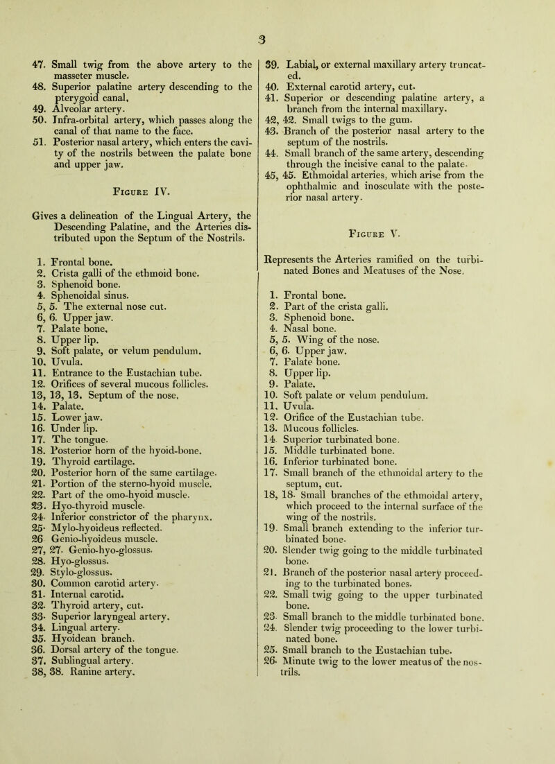 s 47. 48. 49. 50. 51. Small twig from the above artery to the masseter muscle. Superior palatine artery descending to the pterygoid canal. Alveolar artery. Infra-orbital artery, wbicb passes along tbe canal of tbal name to tbe face. Posterior nasal artery, which enters the cavi- ty of the nostrils between tbe palate bone and upper jaw. Figure IV. 39. Labial, or external maxillary artery truncat- ed. 40. External carotid artery, cut. 41. Superior or descending palatine artery, a branch from the internal maxillary. 42. 42. Small twigs to the gum. 43. Branch of the posterior nasal arterv to the septum of the nostrils. 44. Small bi’anch of the same artery, descending through the incisive canal to the palate. 45. 45. Ethmoidal arteries, which arise from the ophthalmic and inosculate with the poste- rior nasal artery. Gives a delineation of the Lingual Artery, the Descending Palatine, and the Arteries dis- tributed upon the Septum of the Nostrils. 1. Frontal bone. 2. Crista galli of the ethmoid bone. 3. Sphenoid bone. 4. Sphenoidal sinus. 5. 5. The external nose cut. 6. 6. Upper jaw. 7. Palate bone, 8. Upper lip. 9. Soft palate, or velum pendulum. 10. Uvula. 11. Entrance to the Eustachian tube. 12. Orifices of several mucous follicles. 13. 13, 13. Septum of the nose. 14. Palate. 15. Lower jaw. 16. Under lip. 17. The tongue. 18. Posterior horn of the hyoid-bone. 19. Thyroid cartilage. 20. Posterior horn of the same cartilage. 21. Portion of the sterno-hyoid muscle. 22. Part of the omo-hyoid muscle. 23. Hyo-thyroid muscle. 24' Inferior constrictor of the pharynx. 25- Mylo-hyoideus reflected. 26 Genio-hyoideus muscle. 27j 27- Genio-hyo-glossus. 28. Hyo-glossus. 29. Stylo-glossus. 30. Common carotid artery. 31. Internal carotid. 32. Thyroid artery, cut. 33* Superior laryngeal artery, 34. Lingual artery. 35. Hyoidean branch. 36. Dorsal artery of the tongue. 37. Sublingual artery. 38. 38. Ranine artery. Figure V. Represents the Arteries ramified on the turbi- nated Bones and Meatuses of the Nose, 1. Frontal bone. 2. Part of the crista galli. 3. Sphenoid bone. 4. Nasal bone. 5. 5. Wing of the nose. 6. 6. Upper jaw. 7. Palate bone. 8. Upper lip. 9. Palate. 10. Soft palate or velum pendulum. 11. Uvula. 12. Orifice of the Eustachian tube. 13. Mucous follicles. 14. Superior turbinated bone, J5. Middle turbinated bone. 16. Inferior turbinated bone. 17. Small branch of the ethmoidal artery to the septum, cut. 18. 18. Small branches of the ethmoidal arterv, which proceed to the internal surface of the wing of the nostrils. 19. Small branch extending to the inferior tur- binated bone. 20. Slender twig going to the middle turbinated bone. 21. Branch of the posterior nasal artery proceed- ing to the turbinated bones. 22. Small twig going to the upper turbinated bone. 23. Small branch to the middle turbinated bone. 24. Slender twig proceeding to the lower turbi- nated bone. 25. Small branch to the Eustachian tube. 26. Minute twig to tbe lower meatus of the nos- trils.
