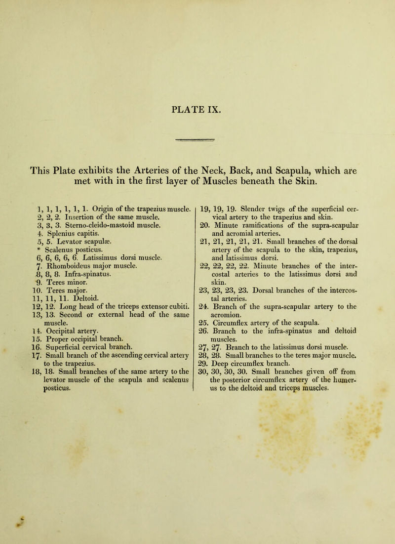 This Plate exhibits the Arteries of the Neck, Back, and Scapula, which are met with in the first layer of Muscles beneath the Skin. 1, 1, 1, 1, 1, 1. Origin of the trapezius muscle. 2, 2, 2. Insertion of the same muscle. 3, 3, 3. Sterno-cleido-mastoid muscle. 4, Splenius capitis. 5, 5. Levator scapulae. * Scalenus posticus. 6, 6, 6, 6, 6. Latissimus dorsi muscle. 7, Rhomboideus major muscle. 8, 8, 8. Infra-spinatus. 9, Teres minor. 10, Teres major. 11, 11, 11. Deltoid. 12, 12. Long head of the triceps extensor cubiti. 13, 13. Second or external head of the same muscle. I i. Occipital artery. 15. Proper occipital branch. 16. Superficial cervical branch. 17- Small branch of the ascending cervical artery to the trapezius. 18, 18. Small branches of the same artery to the levator muscle of the scapula and scalenus posticus. 19, 19, 19. Slender twigs of the superficial cer- vical artery to the trapezius and skin. 20, Minute ramifications of the supra-scapular and acromial arteries. 21, 21, 21, 21, 21. Small branches of the dorsal artery of the scapula to the skin, trapezius, and latissimus dorsi. 22, 22, 22, 22. Minute branches of the inter- costal arteries to the latissimus dorsi and skin. 23, 23, 23, 23. Dorsal branches of the intercos- tal arteries. 24, Branch of the supra-scapular artery to the acromion. 2-5. Circumflex artery of the scapula. 26, Branch to the infra-spinatus and deltoid muscles. 27, 27. Branch to the latissimus dorsi muscle. 28, 28. Small branches to the teres major muscle. 29, Deep circumflex branch. 30, 30, 30, 30. Small branches given ofi* from the posterior circumflex artery of the humer- us to the deltoid and triceps muscles.