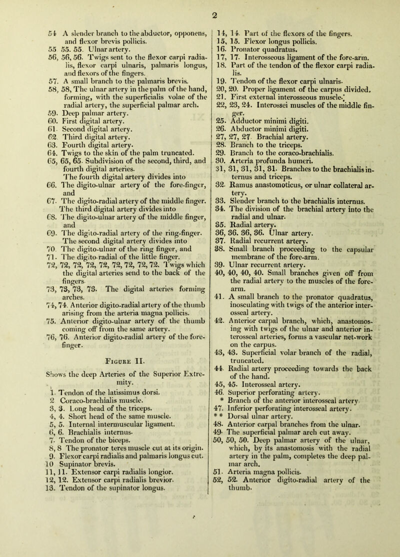 51 A slender brancli to the abductor, opponens, and flexor brevis pollicis. 55 55. 55. Ulnar artery. 56, 56, 56. Twigs sent to the flexor carpi radia- lis, flexor carpi ulnaris, palmaris longus, and flexors of the fingers. 57, A small branch to the palmaris brevis. 58, 58, The ulnar artery in the palm of the hand, forming, with the superficialis volae of the radial artery, the superficial palmar arch. 59- Deep palmar artery. 60. First digital artery. 61- Second digital artery. 62. Third digital artery. 63. Fourth digital artery. 64. Twigs to the skin of the palm truncated. 65. 65, 65. Subdivision of the second, third, and fourth digital arteries. The fourth digital artery divides into 66. T he digito-ulnar artery of the fore-finger, and 67- The digito-radial artery of the middle finger. The third digital artery divides into 68. The digito-ulnar artery of the middle finger, and 69- The digito-radial artery of the ring-finger. The second digital artery divides into 70, The digito-ulnar of the ring finger, and 71, The digito-radial of the little finger. 72, 72, 72, 72, 72, 72, 72, 72, 72. I’wigs which the digital arteries send to the back of the o fingers 73, 73, 73, 73. The digital arteries forming- arches. 74, 74. Anterior digito-radial artery of the thumb arising from the arteria magna pollicis. 75, Anterior digito-ulnar artery of the thumb coming oft’ from the same artery. 76, 76. Anterior digito-radial artery of the fore- finger. Figoke II. Shows the deep Arteries of the Superior Extre- mity. 1. Tendon of the latissimus dorsi. 2 Coraco-brachialis muscle. 3, 3. Long head of the triceps. 4, 4. Short head of the same muscle. 5, 5. Internal intermuscular- ligament. 6, 6. Brachialis internus. 7- Tendon of the biceps. 8, 8 The pronator teres muscle cut at its origin. 9. Flexor carpi radialis and palmaris longus cut. 10 Supinator brevis. 11, 11. Extensor carpi radialis longior. 12, 12. Extensor carpi radialis brevior. 13, Tendon of the supinator longus. 14, 14. Fart of che flexors of the fingers. 15,15. Flexor longus pollicis. 16. Pronator quadratus. 17. 17. Interosseous ligament of the fore-arm. 18. Part of the tendon of the flexor carpi radia- lis. 19. Tendon of the flexor carpi ulnaris. 20. 20. Proper ligament of the carpus divided, 21. First externm interosseous muscle.’ 22. 23, 24. Interossei muscles of the middle fin- ger. 25. Adductor minimi digiti. 26. Abductor minimi digiti. 27. 27, 27 Brachial artery. 28. Branch to the triceps. 29. Branch to the coraco-brachialis. 30. Arteria profunda humeri. 31. 31, 31, 31, 31. Branches to the brachialis in- ternus and triceps. 32. Ramus anastomoticus, or ulnar collateral ar- tery. 33. Slender branch to the brachialis internus. 34. The division of the brachial artery into the radial and ulnar. 35. Radial artery. 36. 36. 36, 36. Ulnar artery. 37. Radial recurrent artery. 38. Small branch proceeding to the capsular membrane of the fore-arm. 39. Ulnar recurrent artery. 40. 40, 40, 40. Small branches given off from the radial artery to the muscles of the fore- arm. 41. A small branch to the pronator quadratus, inosculating with twigs of the anterior inter- osseal artery. 42. Anterior carpal branch, which, anastomos- ing with twigs of the ulnar and anterior in- terosseal arteries, forms a vascular net-work on the carpus. 43. 43. Superficial volar branch of the radial, truncated. 44. Radial artery proceeding towards the back of the hand. 45. 45. Interosseal artery. 46. Superior perforating artery. * Branch of the anterior interosseal artery 47. Inferior perforating interosseal artery. * * Dorsal ulnar artery. 48. Anterior carpal branches from the ulnar. 49- The superficial palmar arch cut away. 50, 50, 50. Deep palmar artery of the ulnar, which, by its anastomosis with the radial artery in the palm, completes the deep pal- mar arch. 51- Arteria magna pollicis. 52, 52. Anterior digito-radial artery of the thumb.