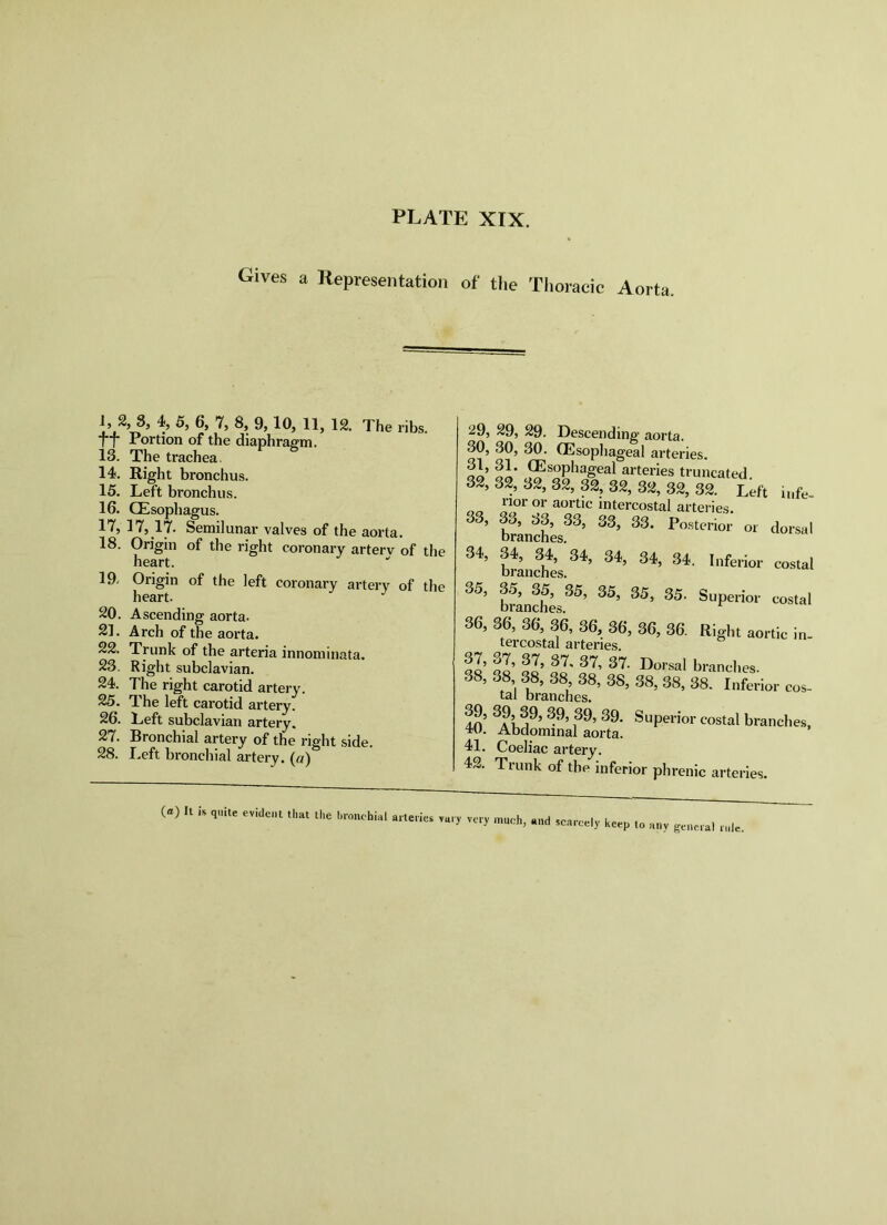 Gives a Representation of the Thoracic Aorta. 1, 2, S, 4, 5, 6, 7, 8, 9, 10, 11, 12. The ribs, tt Portion of the diaphraem. 13. The trachea. 14. Right bronchus. 15. Left bronchus. 16. (Esophagus. 17. 17, 17. Semilunar valves of the aorta. 18. Origin of the right coronary arterv of the heart. 19. Origin of the left coronary artery of the heart. 20. Ascending aorta. 21. Arch of the aorta. 22. Trunk of the arteria innominata. 23. Right subclavian. 24. The right carotid artery. 25. The left carotid artery. 26. Left subclavian artery. 27. Bronchial artery of the right side. 28. Left bronchial artery, (a) 29, 29. Descending aorta. 30, 30, 30. (Esophageal arteries. S’ S’ arteries truncated. 32, 32, 32, 32, 32, 32, 32, 32, 32. Left infe- nor or aortic intercostal arteries. 37, o7, 37, 37, 37, 37. Dorsal branches 38, 38 38, 38 38, 38, 38, 38, 38. Inferior cos- tal branches. S’ fcostal branches, 4U. Abdominal aorta. 41. Coeliac artery. 42. Trunk of the inferior phrenic arteries. (a) It is quite evident that the hi-oncbial arteries vary very mueh, and scarcely keep to any general rule.