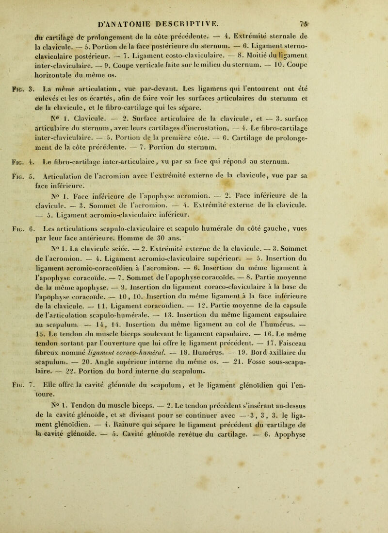 dlt cdrlilnge dc prolongement de la cote precedente. — 4. Exlreniite sternale de la clavicide. — 5. Portion de la face poslerieure dii sternum. — 6. Ligament sterno- claviculaire posterieur. — 7. Ligament costo-daviculaire. — 8. Moitie du ligament inter-claviculaire. — 9. Coupe verticale faite sur le milieu du sternum. — 10. Coupe horizontale du meme os. PtG. 3. La meme articulation, vue par-devant. Les ligamens qui I’entourent ont ete enleves et les os ecartes, afin de faire voir les surfaces articulaires du sternum et de la clavicule, et le fibro-cartilage qui les separe. K® 1. Clavicule. — 2. Surface articulaire de la clavicule, et — ,3. surface articulaire du sternum, avec leurs cartilages d’incrustation, — 4. Le fibro-cartilage inter-claviculaire. — 5. Portion de la premiere cote. — 6. Cartilage de prolonge- ment de la cote precedente. — 7. Portion du sternum. Fig. 4. Le fibro-cartilage inter-articulaire, vu par sa face qui repond au sternum. Fig. 5. Articulation de I’acromion avec I’extremite externe de la clavicule, vue par sa face inferieure. 1. Face Inferieure tie I’apophyse acromion. — 2. Face inferieure de la clavicule. — 3. Sommet de I’acromioii. — 4. Exlremite externe de la clavicule. — 5. Ligament acromio-claviculaire inferieur. Fig. 6. Les articulations scapulo-claviculaire et scapulo humerale du cote gauche, vues par leur face anterieure. Homme de 30 ans. N° 1. La clavicule sciee. — 2. Extremite externe de la clavicule. — 3. Sommet de I’acromion. — 4. Ligament acromio-claviculaire superieur. — 5. Insertion du ligament acromio-coracoidien a I’acromion. — 6. Insertion du meme ligament a I’apophyse coracoide. — 7. Sommet de I’apophyse coracoide. — 8. Partie moyenne de la meme apophyse. — 9. Insertion du ligament coraco-claviculaire a la base de I’apophyse coracoide. — 10, 10. Insertion du meme ligament a la face inferieure de la clavicule. — 11. Ligament coracoidien. — 12. Partie moyenne de la capsule de I’articulation scapulo-humerale. — 13. Insertion du meme ligament capsulaire au scapulum. — 14, 14. Insertion du meme ligament au col de I’humerus. — 15. Le tendon du muscle biceps soulevant le ligament capsulaire. — 16. Le meme tendon sortant par I’ouverture que lui offre le ligament precedent. — 17. Faisceau fibreux nomine ligament coraco-humiral. — 18. Humerus. — 19. Bord axillaire du scapulum. — 20. Angle superieur interne du meme os. — 21. Fosse sous-scapu- laire. — 22. Portion du bord interne du scapulum. Fig. 7. Elie offre la cavite glenoide du scapulum, et le ligament glenoidien qui I’en- toure. N° 1. Tendon du muscle biceps. — 2. Le tendon precMent s’inserant au-dessus de la cavite glenoide, et se divisant pour se continuer avec — 3, 3, 3. le liga- ment glenoidien. — 4. Rainure qui separe le ligament precedent du tartilage de