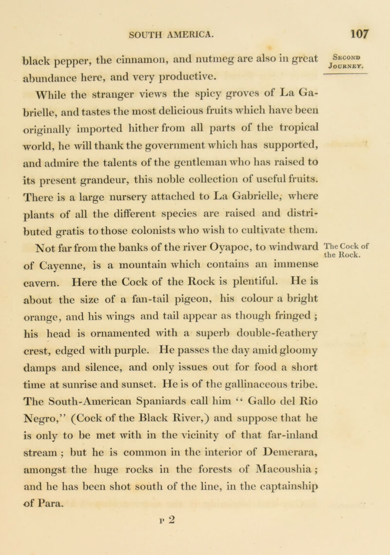 black pepper? tlie ciniiainoii, and nutmeg are also in great abundance here, and very productive. While the stranger views the spicy groves of La Ga- brielle, and tastes the most delicious fruits which have been originally imported hither from all parts of the tropical world, he will thank the government which has supported, and admire the talents of the gentleman who has raised to its present grandeur, this noble collection of useful fruits. There is a large nursery attached to La Gabrielle; where plants of all the different species are raised and distri- buted gratis to those colonists who wish to cultivate them. Not far from the banks of the river Oyapoc, to windward of Cayenne, is a mountain which contains an immense cavern. Here the Cock of the Rock is plentiful. He is about the size of a fan-tail pigeon, his colour a bright orange, and his wings and tail appear as though fringed ; his head is ornamented Avith a superb double-feathery crest, edged Avith purple. He passes the day amid gloomy damps and silence, and only issues out for food a short time at sunrise and sunset. He is of the gallinaceous tribe. The South-American Spaniards call him Gallo del Rio Negro,’' (Cock of the Black River,) and suppose that he is only to be met Avith in the vicinity of that far-inland stream ; but he is common in the interior of Demerara, amongst the huge rocks in the forests of IMacoushia ; and he has been shot south of the line, in the captainship of Para. i> 2 Second Journey. The Cock of the Rock.