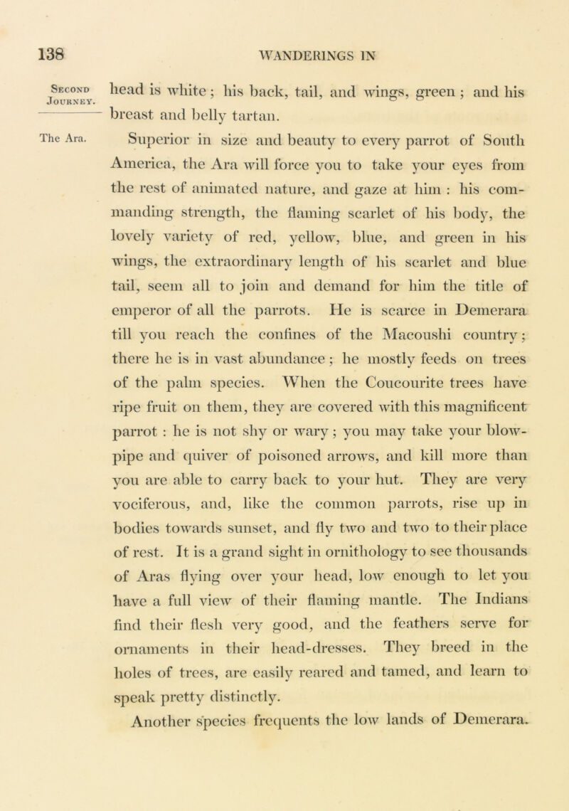 Second Journey. The Ara. head is white; his back, tail, and wings, green ; and his breast and belly tartan. Superior in size and beauty to every parrot of South America, the Ara will force yon to take your eyes from the rest of animated nature, and gaze at him : his com- manding strength, the flaming scarlet of his body, the lovely variety of red, yellow, bine, and green in his wings, the extraordinary length of his scarlet and blue tail, seem all to join and demand for him the title of emperor of all the parrots. He is scarce in Demerara till you reach the confines of the Macoushi country; there he is in vast abundance; he mostly feeds on trees of the palm species. When the Couconrite trees have ripe fruit on them, they are covered Avith this magnificent parrot : he is not shy or wary; you may take yonr bloAV- pipe and quiver of poisoned arroAvs, and kill more than you are able to carry back to your hut. They are very vociferous, and, like the common parrots, rise up in bodies toAA^ards sunset, and fly tAAm and tAvo to their place of rest. It is a grand sight in ornithology to see thousands of Aras flying over your head, Ioav enough to let you have a full vieAV of their flaming mantle. The Indians find their flesh very good, and the feathers serve for ornaments in their head-dresses. They breed in the holes of trees, are easily reared and tamed, and learn to speak pretty distinctly. Another species frequents the Ioav lands of Demerara.