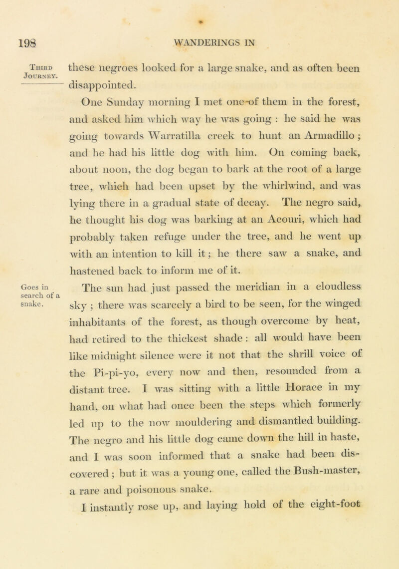 Third Journey. Goes in search of a snake, these negroes looked for a large snake, and as often been disappointed. One Sunday niorniiig I met one-of them in the forest, and asked him which way he was going : he said he was going towards Warratilla creek to hunt an Armadillo ; and he had his little dog Avith him. On coming back, about noon, the dog began to bark at the root of a large tree, which had been upset by the Avhirlwind, and was lying there in a gradual state of decay. The negro said, he thought his dog Avas barking at an Acouri, which had probably taken refuge under the tree, and he AA^ent up Avith an intention to kill it; he there saAv a snake, and hastened back to inform me of it. The sun had just passed the meridian in a cloudless sky ; there AAms scarcely a bird to be seen, for the Avinged inhabitants of the forest, as though overcome by heat, had retired to the thickest shade : all Avould have been like midnight silence Avere it not that the shrill voice of the Pi-pi-yo, every noAv and then, resounded from a distant tree. I Avas sitting Avith a little Horace in my hand, on Avhat had once been the steps Avhich formerly led up to the uoaa^ mouldering and dismantled building. The negro and his little dog came doAAUi the hill in haste, and I Avas soon informed that a snake had been dis- covered ; but it Avas a young one, called the Bush-master, a rare and poisonous snake. I instantly rose up, and laying hold of the eight-foot