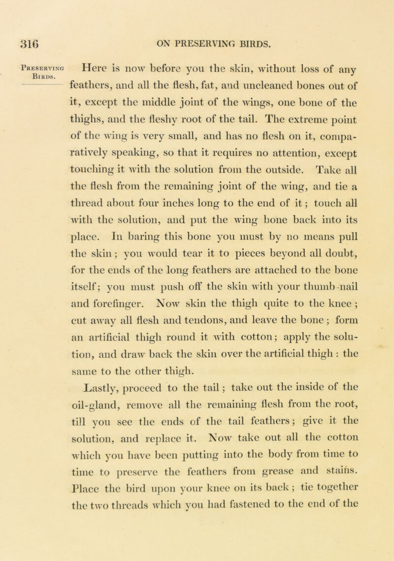 Preserving Birds. Here is now before you the skin, without loss of any feathers, and all the flesh, fat, and uncleaned bones out of it, except the middle joint of the wings, one bone of the thighs, and the fleshy root of the tail. The extreme point of the wing is very small, and has no flesh on it, compa- ratively speaking, so that it requires no attention, except touching it with the solution from the outside. Take all the flesh from the remaining joint of the wing, and tie a thread about four inches long to the end of it; touch all with the solution, and put the wing bone back into its place. In baring this bone you must by no means pull the skin; you would tear it to pieces beyond all doubt, for the ends of the long feathers are attached to the bone itself; you must push off the skin with your thumb nail and forefinger. Now skin the thigh quite to the knee ; cut away all flesh and tendons, and leave the bone ; form an artificial thigh round it with cotton; apply the solu- tion, and draw back the skin over the artificial thigh : the same to the other thigh. Lastly, proceed to the tail; take out the inside of the oil-gland, remove all the remaining flesh from the root, till you see the ends of the tail feathers; give it the solution, and replace it. Now take out all the cotton which you have been putting into the body from time to time to preserve the feathers from grease and stailis. Place the bird u]:)on your knee on its back; tie together the two threads which you had fastened to the end of the