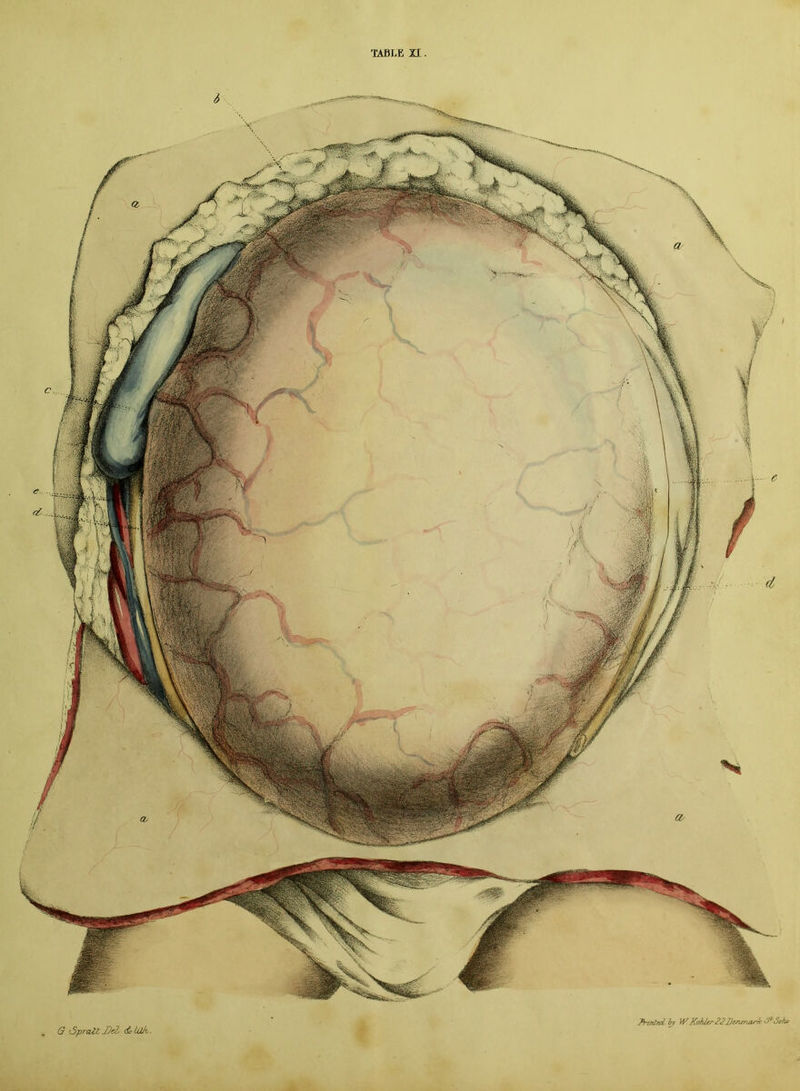 l G 'Spralt Del/ Ulhi. Pri/ited. ij W Kohlrs-22Denmark &Soh*