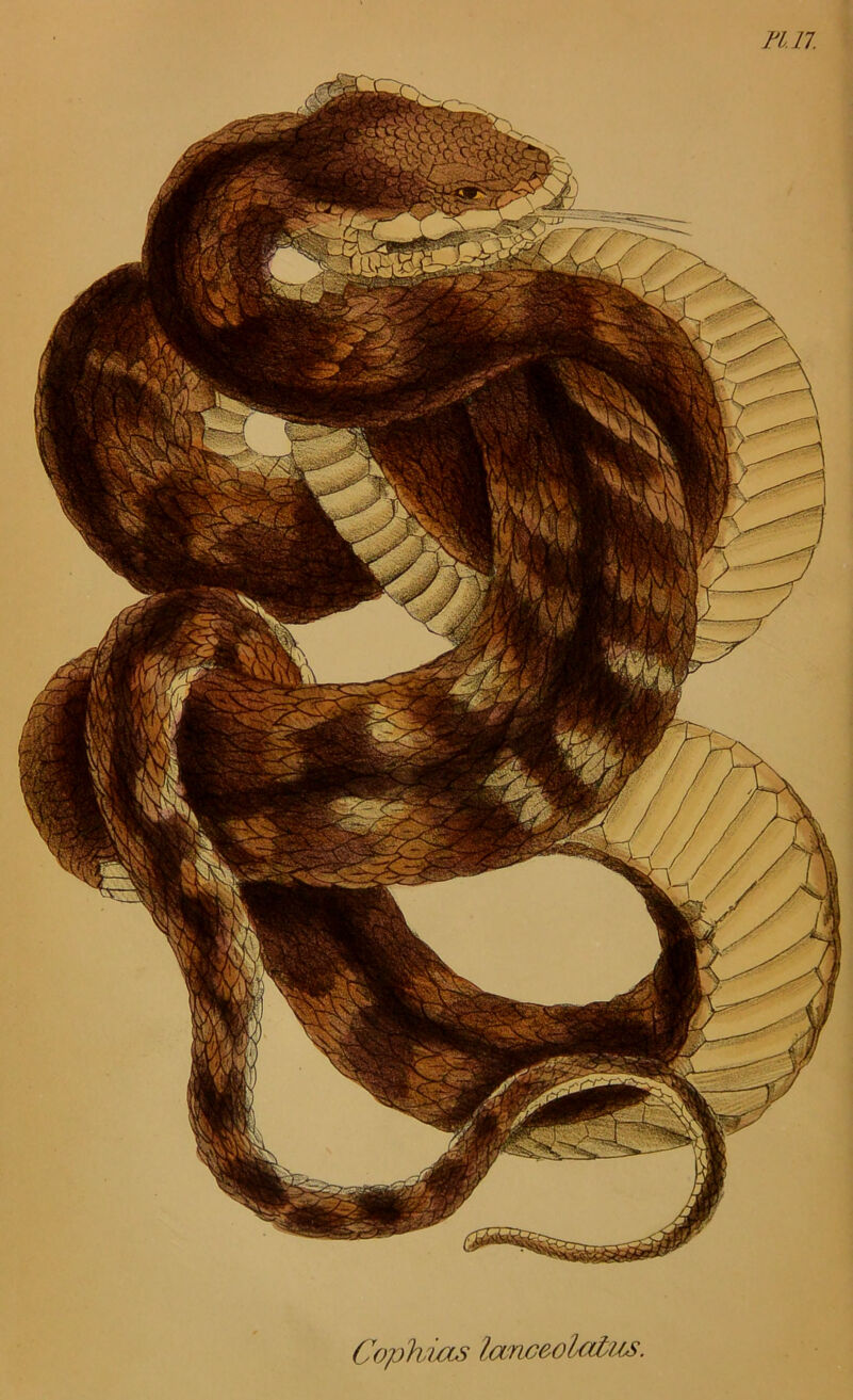 n.n. Cophius Ianceok(li/s.