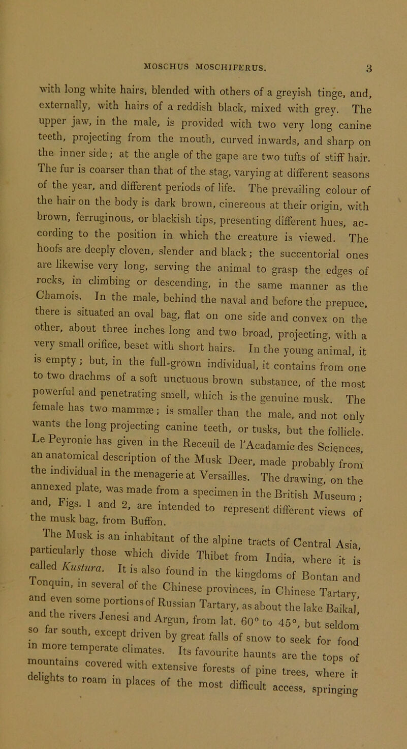 witli long white hairs, blended with others of a greyish tinge, and, externally, with hairs of a reddish black, mixed with grey. The upper jaw, in the male, is provided with two very long canine teeth, projecting from the mouth, curved inwards, and sharp on the inner side; at the angle of the gape are two tufts of stiff hair. The fur is coarser than that of the stag, varying at different seasons of the year, and different periods of life. The prevailing colour of the hair on the body is dark brown, cinereous at their origin, with brown, ferruginous, or blackish tips, presenting different hues, ac- cording to the position in which the creature is viewed. The hoofs are deeply cloven, slender and black; the succentorial ones are likewise very long, serving the animal to grasp the edges of rocks, in climbing or descending, in the same manner as the Chamois. In the male, behind the naval and before the prepuce, there is situated an oval bag, flat on one side and convex on the other, about three inches long and two broad, projecting, with a very small orifice, beset with short hairs. In the young animal, it is empty; but, in the full-grown individual, it contains from one to two drachms of a soft unctuous brown substance, of the most powerful and penetrating smell, which is the genuine musk. The female has two mammae; is smaller than the male, and not only wants the long projecting canine teeth, or tusks, but the follicle. Le Peyronie has given in the Receuil de I'Acadamie des Sciences an anatomical description of the Musk Deer, made probably from e individual in the menagerie at Versailles. The drawing, on the annexed plate, was made from a specimen in the British Museum • and. Figs 1 and 2, are intended to represent different views of the musk bag, from Buffon. The Musk is an inhabitant of the alpine tracts of Central Asia particu arly those «hich divide Thibet from India, where it ii called Kusiura. It is also found in the kingdoms of Bontan and Tonqum, m several of the Chinese provinces, in Chinese Tartary and even some portionsof Russian Tartary. as about the lake Baikah d the rivers Jenesi and Argun, from lat. 60” to 45”, but seldom so far south, except driven by great falls of snow to seek for food tn more temperate climates. Its favourite haunts are the topi of deZ I'to 'T gits to roam m places of the most difficult access, springing
