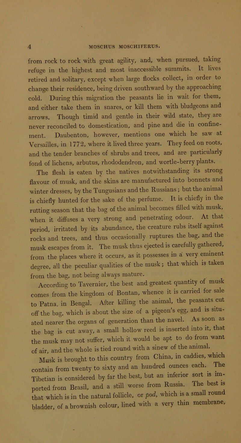 from rock to rock with great agility, and, when pursued, taking refuge in the highest and most inaccessible summits. It lives retired and solitary, except when large flocks collect, in order to change their residence, being driven southward by the approaching cold. During this migration the peasants lie in wait for them, and either take them in snares, or kill them with bludgeons and arrows. Though timid and gentle in their wild state, they are never reconciled to domestication, and pine and die in confine- ment. Daubenton, however, mentions one which he saw at Versailles, in 1772, where it lived three years. They feed on roots, and the tender branches of shrubs and trees, and are particularly fond of lichens, arbutus, rhododendron, and wortle-berry plants. The flesh is eaten by the natives notwithstanding its strong flavour of musk, and the skins are manufactured into bonnets and winter dresses, by the Tungusians and the Russians; but the animal is chiefly hunted for the sake of the perfume. It is chiefly in the rutting season that the bag of the animal becomes filled with musk, when it diflFuses a very strong and penetrating odour. At that period, irritated by its abundance, the creature rubs itself against rocks and trees, and thus occasionally ruptures the bag, and the musk escapes from it. The musk thus ejected is carefully gathered, from the places where it occurs, as it possesses in a very eminent degree, all the peculiar qualities of the musk; that which is taken from the bag, not being always mature. According to Tavernier, the best and greatest quantity of musk comes from the kingdom of Bontan, whence it is carried for sale to Patna, in Bengal. After killing the animal, the peasants cut off the bag, which is about the size of a pigeon’s egg, and is situ- ated nearer the organs of generation than the navel. As soon as the bag is cut away, a small hollow reed is inserted into it, that the musk may not sufifer, which it would be apt to do from want of air, and the whole is tied round with a sinew of the animal. Musk is brought to this country from China, in caddies, which contain from twenty to sixty and an hundred ounces each. The Tibetian is considered by far the best, but an inferior sort is im- ported from Brasil, and a still worse from Russia. The best is that which is in the natural follicle, or pod, which is a small round bladder, of a brownish colour, lined with a very thin membrane.