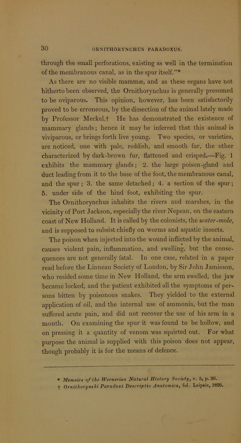 through the small perforations, existing as well in the termination of the membranous canal, as in the spur itself.”* As there are no visible mammae, and as these organs have not hitherto been observed, the Ornithorynchus is generally presumed to be oviparous. This opinion, however, has been satisfactorily proved to be erroneous, by the dissection of the animal lately made by Professor Meckel.f He has demonstrated the existence of mammary glands; hence it may be inferred that this animal is viviparous, or brings forth live young. Two species, or varieties, are noticed, one with pale, reddish, and smooth fur, the other characterized by dark-brown fur, flattened and crisped.—Fig. 1 exhibits the mammary glands; 2. the large poison-gland and duct leading from it to the base of the foot, the membranous canal, and the spur; 3. the same detached; 4. a section of the spur; 5. under side of the hind foot, exhibiting the spur. The Ornithorynchus inhabits the rivers and marshes, in the vicinity of Port Jackson, especially the river Nepean, on the eastern coast of New Holland. It is called by the colonists, the water-mole, and is supposed to subsist chiefly on worms and aquatic insects. The poison when injected into the wound inflicted by the animal, causes violent pain, inflammation, and swelling, but the conse- quences are not generally fatal. In one case, related in a paper read before the Linnean Society of London, by Sir John Jamieson, who resided some time in New Holland, the arm swelled, the jaw became locked, and the patient exhibited all the symptoms of per- sons bitten by poisonous snakes. They yielded to the external application of oil, and the internal use of ammonia, but the man suffered acute pain, and did not recover the use of his arm in a month. On examining the spur it was found to be hollow, and on pressing it a quantity of venom was squirted out. For what purpose the animal is supplied with this poison does not appear, though probably it is for the means of defence. * Memoirs of the Wernerian Natural History Society, v. 5, p.26. t Ornitkorynehi Paratloxi Descriptio Anatomica, fol. Leipiic, 1826.