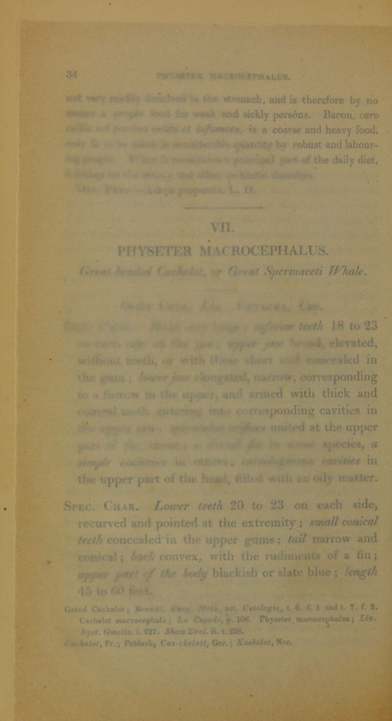EA' ■■tr • i ■■•:, / •»nwtTK JM<'««t*m«ALUs. tint v«rf th« rtoruach, and is therefore by no * fiHv'.r- 6 itic^ iar wtttk and sickly persons. Bacon, caro I's^sr r^Kiifimrj >~’rris is a coarse and heavy food, :.v. V. •• hy robust andlabour- ’■% • s-’rt’' • - >. ^ p».t *A the daily diet, r ' ' • ' i^ar, .■ »--r\U»:j)«r ii, \i, ■■ ■' ■ -V /■ \ . VII. PHYSETF.R MAC ROCEPHALUS. A Vo/AW f.^cJkt^i^y ur Orrat Spermaceti JVhale. r<.. > • * j- • 5r‘ '.» - ^ ^ ■< .Ik Aair. JE i, Ca'? . ' . ’ . V > * * *^^^***^ teeth 18 to 23 ■ r*;^ ■-iTt -^iVfe clcvatcd, wit^KKii «>»: wkh sht'in pcm<*ealc(l in the jfJtnt; t ckin^atcd, rjarmw, corresponding j Cum.w m tHr upp^'r^ afi«I armed witli thick and >•'■*' '^1*^5 inti? corresponding cavities in 31^ ^ uni It'd at the upper 'y *r r*? <■ ■• ifcOHrJ^ ifrpi^cics^ a mtftp'f rai'ities in tire upper part of the ftitttl witii an oily matter. t Spec. Char. Lower teeth 20 to *23 on each side, recurved and pointed at the extremity ; small conical teeth concealed in the upper gums; tail narrow and rrmical; hack convex, with the rudimeets of a fin; vpper />ari if the body blackish or slate blue ; length 4J> to L* t- ... r- . Oranii Cachalot} An*a*i, \^eiA. art, C*tolcgitt i. 6. f. 1 andt. 7. f. 2. Cai'tialot macrocephalc} /.• CajMrdv, p. IflS. Phy*eter_macrocephala»; X>i*. S^sl. OtMeiin.i.'iTa. Shaw Zooi.H.t.ltiS. C^fhalot, Pt.i Potti«cb, Ctt*-ch*loU, Get.i Kasktlot,Sor. i
