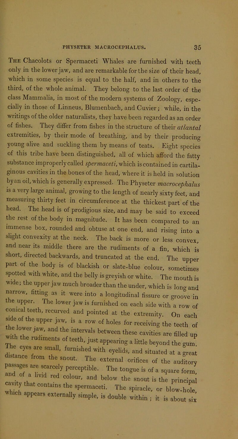 The Chacolots or Spermaceti Whales are furnished with teeth only in the lower jaw, and are remarkable for the size of their head, which in some species is equal to the half, and in others to the third, of the whole animal. They belong to the last order of the class Mammalia, in most of the modern systems of Zoology, espe- cially in those of Linneus, Blumenbach, and Cuvier; while, in the writings of the older naturalists, they have been regarded as an order of fishes. They differ from fishes in the structure of their atlantal extremities, by their mode of breathing, and by their producing young alive and suckling them by means of teats. Eight species of this tribe have been distinguished, all of which afford the fatty substance improperly called which is contained in cartila- ginous cavities in the bones of the head, where it is held in solution byan oil, which is generally expressed. The Physeter macrocephalus is a very large animal, growing to the length of nearly sixty feet, and measuring thirty feet in circumference at the thickest part of the head. The head is of prodigious size, and may be said to exceed the rest of the body in magnitude. It has been compared to an immense box, rounded and obtuse at one end, and rising into a slight convexity at the neck. The back is more or less convex, and near its middle there are the rudiments of a fin, which is short, directed backwards, and truncated at the end. The upper part of the body is of blackish or slate-blue colour, sometimes spotted with white, and the belly is greyish or white. The mouth is wide; the upper jaw much broader than the under, which is long and narrow, fitting as it were into a longitudinal fissure or groove in the upper. The lower jaw is furnished on each side with a row of conical teeth, recurved and pointed at the extremity. On each S|de of the upper jaw, is a row of holes for receiving the teeth of with°tir''T between these cavities are filled up The of just appearing a little beyond the gum. T e eyes are small, furnished with eyelids, and situated at a great distance from the snout. The external orifices of the autfitory passages are scarcely perceptible. The tongue is of a square form! and of a hv.d red colour, and below the snout is the principal cavity that contains the spermaceti. The spiracle, or blow-hok ich appears externally simple, is double within ; it is about six