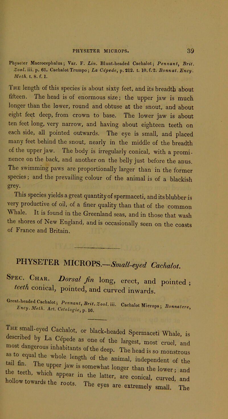 Physeler Macroceplialus; Var. F. Lin. Blunt-headed Cachalot; Pennant, Brit. Zool. iii. p. 61. Cachalot Trumpo ; La Cipede, p. 212. t. 10. f.2. Bonnat.Ency. Meth. t. 8. f. 1. The length of this species is about sixty feet, and its breadth about fifteen. The head is of enormous size; the upper jaw is much longer than the lower, round and obtuse at the snout, and about eight feet deep, from crown to base. The lower jaw is about ten feet long, very narrow, and having about eighteen teeth on each side, all pointed outwards. The eye is small, and placed many feet behind the snout, nearly in the middle of the breadth of the upper jaw. The body is irregularly conical, with a promi- nence on the back, and another on the belly just before the anus. The swimming paws are proportionally larger than in the former species; and the prevailing colour of the animal is of a blackish grey. This species yields a great quantity of spermaceti, and its blubber is very productive of oil, of a finer quality than that of the common Whale. It is found in the Greenland seas, and in those that wash the shores of New England, and is occasionally seen on the coasts of France and Britain. PHYSETER MICROPS.—Small-eyed Cachalot. Spec. Char. Dorsal fin long, erect, and pointed ; teeth conical, pointed, and curved inwards. Great-headed Cachalot; Pennant, Brit. Zool. iii. Ency. Meth. Art. Cetologie, p. 16. Cachalot Miciops; Bonnatere, KCachalot, or black-headed Spermaceti Whale, is 71 7T ‘a ““P- Tie head is so monstrous tail fin Th “dependent of the th. t .1. lo“g“ than the lower; and th teeth, whtch appear in the latter, are conical, curved! aL ow owar s t e roots. The eyes are extremely small. The