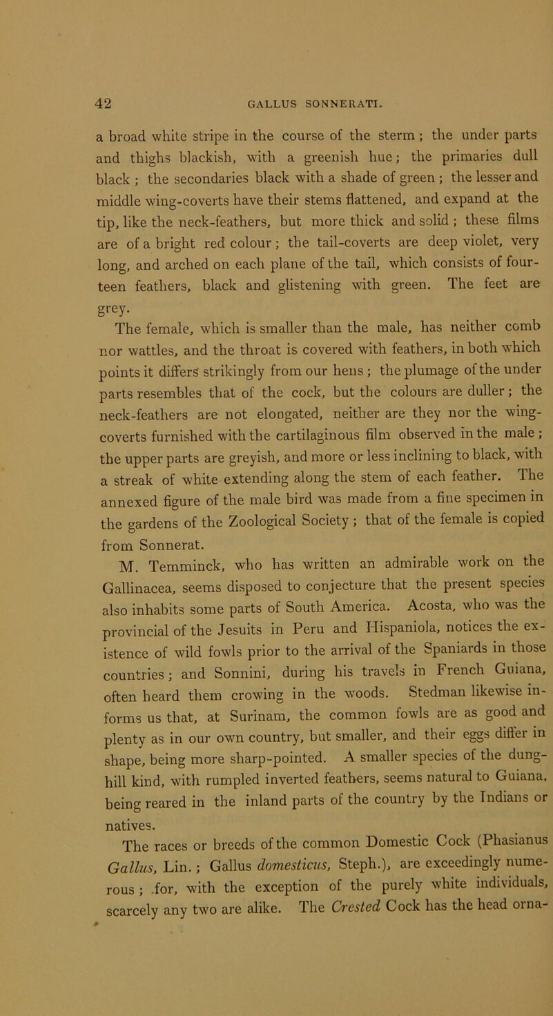 a broad white stripe in the course of the sterm ; the under parts and thighs blackish, with a greenish hue; the primaries dull black ; the secondaries black with a shade of green ; the lesser and middle wing-coverts have their stems flattened, and expand at the tip, like the neck-feathers, but more thick and solid ; these films are of a bright red colour; the tail-coverts are deep violet, very long, and arched on each plane of the tail, which consists of four- teen feathers, black and glistening with green. The feet are grey. The female, which is smaller than the male, has neither comb nor wattles, and the throat is covered with feathers, in both which points it differs strikingly from our hens ; the plumage of the under parts resembles that of the cock, but the colours are duller; the neck-feathers are not elongated, neither are they nor the wing- coverts furnished with the cartilaginous film observed in the male; the upper parts are greyish, and more or less inclining to black, with a streak of white extending along the stem of each feather. The annexed figure of the male bird was made from a fine specimen in the gardens of the Zoological Society ; that of the female is copied from Sonnerat. M. Temminck, who has written an admirable work on the Gallinacea, seems disposed to conjecture that the present species also inhabits some parts of South America. Acosta, who was the provincial of the Jesuits in Peru and Hispaniola, notices the ex- istence of wild fowls prior to the arrival of the Spaniards in those countries; and Sonnini, during his travels in French Guiana, often heard them crowing in the woods. Stedman likewise in- forms us that, at Surinam, the common fowls are as good and plenty as in our own country, but smaller, and their e^s differ in shape, being more sharp-pointed. A smaller species of the dung- hill kind, with rumpled inverted feathers, seems natural to Guiana, being reared in the inland parts of the country by the Indians or natives. The races or breeds of the common Domestic Cock (Phasianus Gallus, Lin.; Gallus domesticus, Steph.), are exceedingly nume- rous ; .for, with the exception of the purely white individuals, scarcely any two are alike. The Cvcstcd Cock has the head oina-