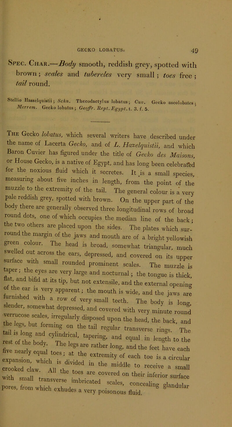 Spec. Char.—Body smooth^ reddish grey, spotted with brown; scales and tubercles very small ; toes free ; tail round. Stellio Hasselquistii; Schn. Thecodactylus lobatus; Cuv. Gecko ascolobalcs; Merrem. Gecko lobatiis ; Geqffr. Kept. Egypt.t. 3. f. 6. * The Gecko hiatus, which several writers have described under the name of Lacerta Gecko, and of L. Haxelquistii, and which Baron Cuvier has figured under the title of Gecko des Maisons, or House Gecko, is a native of Egypt, and has long been celebratfed for the noxious fluid which it secretes. It .is a small species, measuring about five inches in length, from the point of the muzzle to the extremity of the tail. The general colour is a very pale reddish grey, spotted with brown. On the upper part of the body there are generally observed three longitudinal rows of broad round dots, one of which occupies the median line of the back ; the two others are placed upon the sides. The plates which sur- round the margin of the jaws and mouth are of a bright yellowish green colour. The head is broad, somewhat triangular, much swelled out across the ears, depressed, and covered on its upper surface with small rounded prominent scales. The muzzle is flT'' is thick, flat and bifid at its tip, but not extensile, and the external opening 0 e ear is very apparent; the mouth is wide, and the jaws are furnished with a row of very small teeth. The body is long slender, somewhat depressed, and covered with very minute round trr;::, hea/ the back, and the legs, but forming on the tail regular transverse rings. The ta. IS long and cylindrical, tapering, and equal in lengft to the est of the body. The legs are rather long, and the feet have eal five nearly equal toes; at the extremity of each toe is a clullr Zkri: 1;: with small iransverse' ZicTed^ZZeo’' pores, from which exhudes a very poisonoiis fluTd“ ®