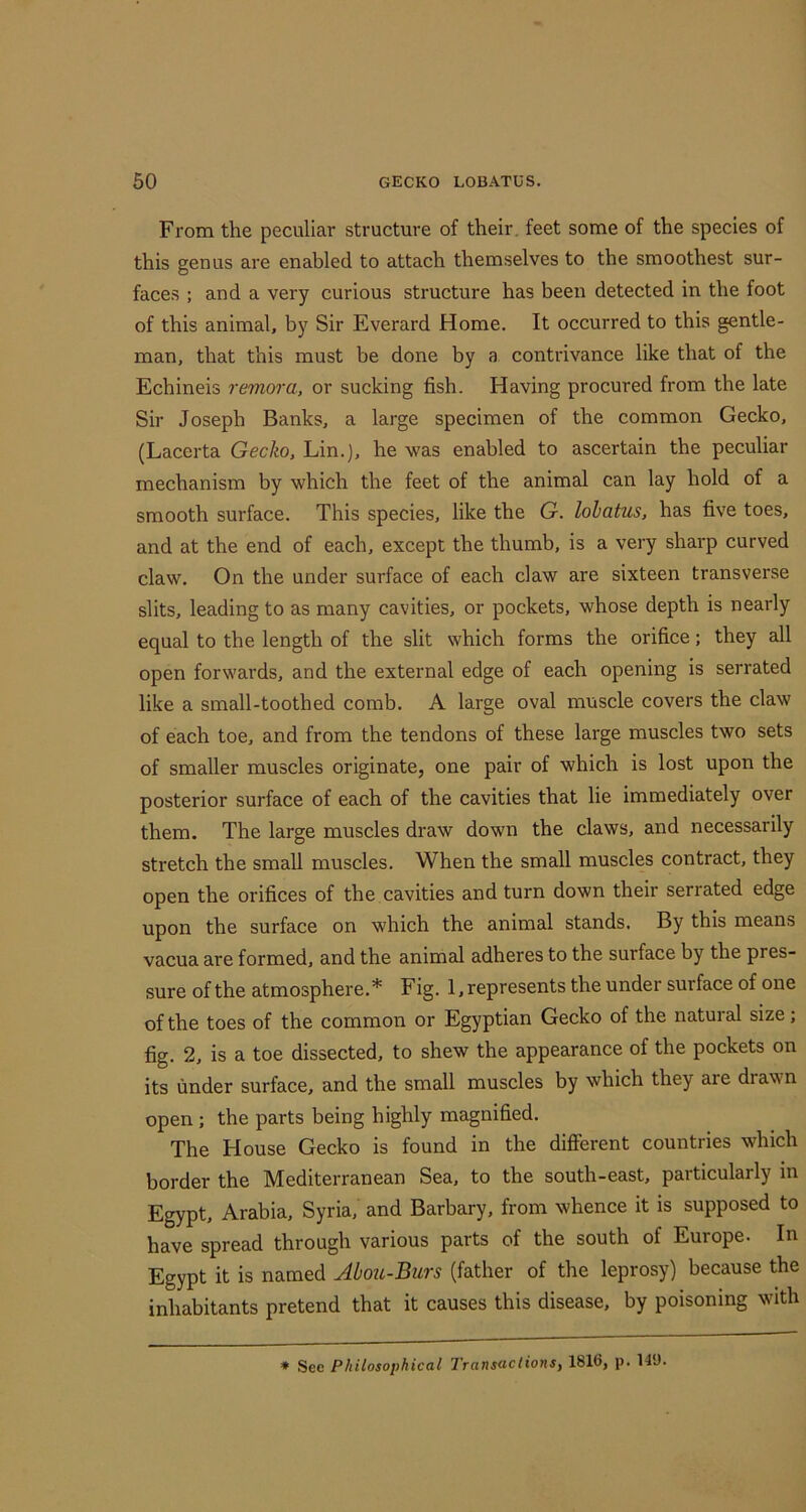 From the peculiar structure of their, feet some of the species of this genus are enabled to attach themselves to the smoothest sur- faces ; and a very curious structure has been detected in the foot of this animal, by Sir Everard Home. It occurred to this gentle- man, that this must be done by a contrivance like that of the Echineis remora, or sucking fish. Having procured from the late Sir Joseph Banks, a large specimen of the common Gecko, (Lacerta Gecko, Lin.), he was enabled to ascertain the peculiar mechanism by which the feet of the animal can lay hold of a smooth surface. This species, like the G. hiatus, has five toes, and at the end of each, except the thumb, is a very sharp curved claw. On the under surface of each claw are sixteen transverse slits, leading to as many cavities, or pockets, whose depth is nearly equal to the length of the slit which forms the orifice; they all open forwards, and the external edge of each opening is serrated like a small-toothed comb. A large oval muscle covers the claw of each toe, and from the tendons of these large muscles two sets of smaller muscles originate, one pair of which is lost upon the posterior surface of each of the cavities that lie immediately over them. The large muscles draw down the claws, and necessarily stretch the small muscles. When the small muscles contract, they open the orifices of the cavities and turn down their serrated edge upon the surface on which the animal stands. By this means vacua are formed, and the animal adheres to the surface by the pres- sure of the atmosphere.* Fig. 1, represents the under surface of one of the toes of the common or Egyptian Gecko of the natural size; fig. 2, is a toe dissected, to shew the appearance of the pockets on its under surface, and the small muscles by which they are drawn open ; the parts being highly magnified. The House Gecko is found in the different countries which border the Mediterranean Sea, to the south-east, particularly in Egypt, Arabia, Syria, and Barbary, from whence it is supposed to have spread through various parts of the south of Europe. In Egypt it is named Abou-Burs (father of the leprosy) because the inhabitants pretend that it causes this disease, by poisoning wdth ♦ Sec Philosophical TransaclionSf 1816, p. 149.