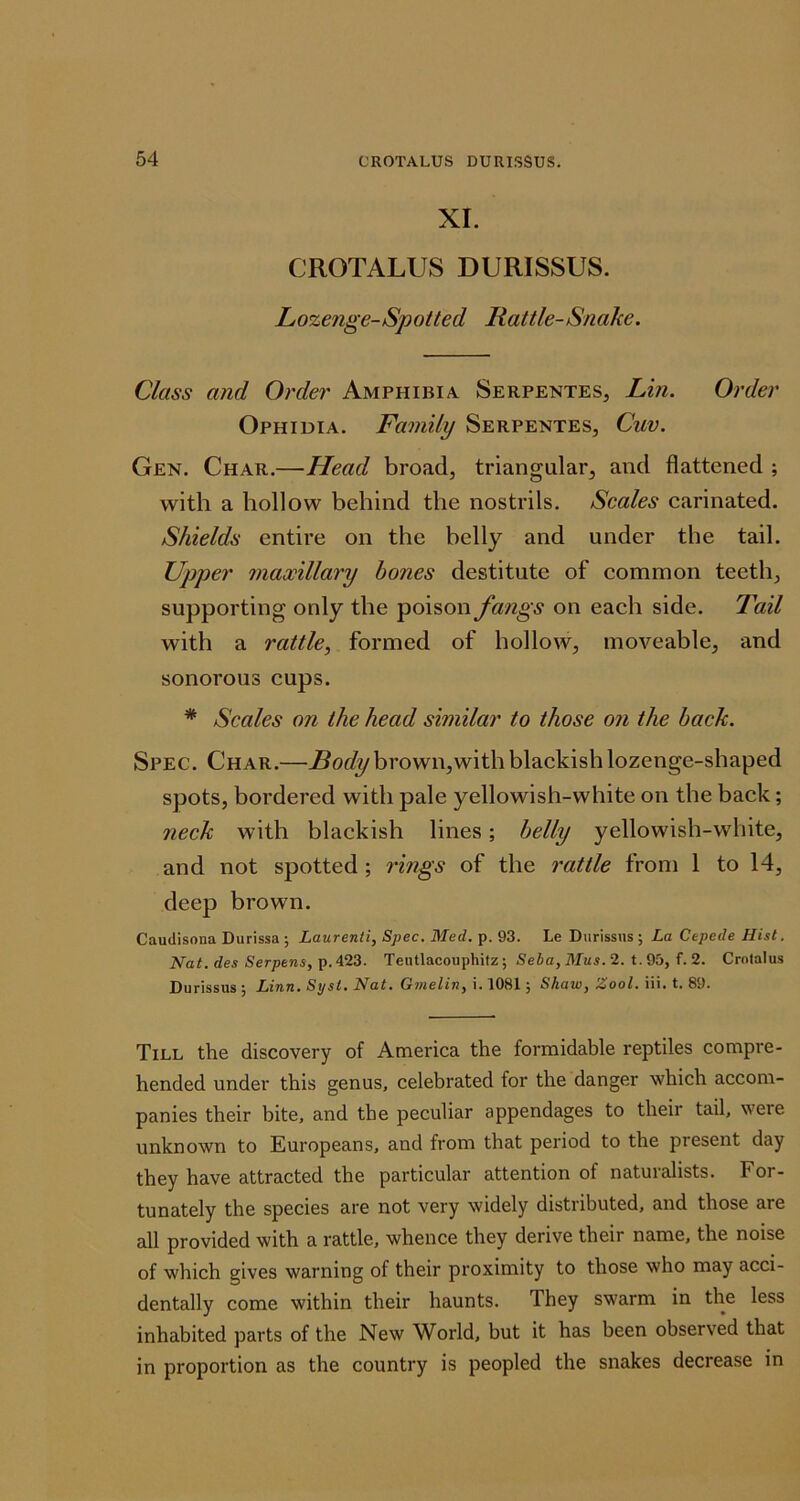 XI. CROTALUS DURISSUS. Lozenge-Spotted Rattle-Snake. Class and Order Amphibia Serpentes, Lin. Order Ophidia. Family Serpentes, Cuv. Gen. Char.—Head broad, triangular, and flattened ; with a hollow behind the nostrils. Scales carinated. Shields entire on the belly and under the tail. Upper maxillary hones destitute of common teeth, supporting only the poison fangs on each side. Tail with a rattle, formed of hollow, moveable, and sonorous cups. * Scales on the head similar to those on the back. Spec. Char.—jBo(/ybrown,withblackishlozenge-shaped spots, bordered with pale yellowish-white on the back; neck with blackish lines; belly yellowish-white, and not spotted; rmgs of the rattle from 1 to 14, deep brown. Caudisona Durissa ; Laurenti, Spec. Med. p. 93. Le Durissns ; La Cepede Hist. Nat. des Serpens, p. 423. Teutlacouphitz; Seba, Mas. 2. t. 95, f. 2. Crnlalus Durissus ; Linn. Syst. Nat. Gmelin, i. 1081; Shaw, Zool. iii. t. 89. Till the discovery of America the formidable reptiles compi'e- hended under this genus, celebrated for the danger which accom- panies their bite, and the peculiar appendages to their tail, were unknown to Europeans, and from that period to the present day they have attracted the particular attention of naturalists. For- tunately the species are not very widely distributed, and those are all provided with a rattle, whence they derive their name, the noise of which gives warning of their proximity to those who may acci- dentally come within their haunts. They swarm in the less inhabited parts of the New World, but it has been observed that in proportion as the country is peopled the snakes decrease in