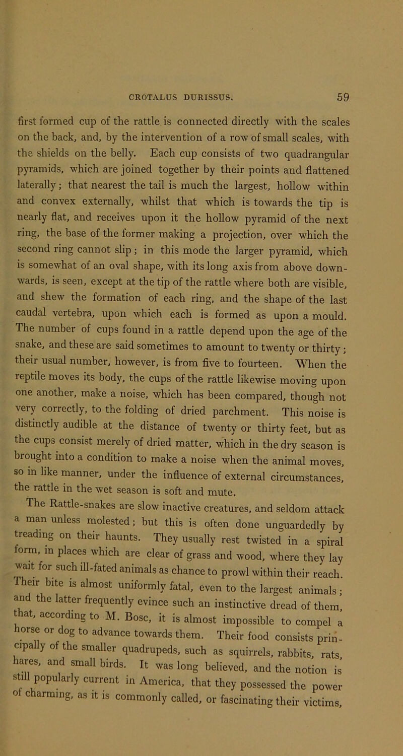 first formed cup of the rattle, is connected directly with the scales on the back, and, by the intervention of a row of small scales, with the shields on the belly. Each cup consists of two quadrangular pyramids, which are joined together by their points and flattened laterally; that nearest the tail is much the largest, hollow within and convex externally, whilst that which is towards the tip is nearly flat, and receives upon it the hollow pyramid of the next ring, the base of the former making a projection, over which the second ring cannot slip ; in this mode the larger pyramid, which is somewhat of an oval shape, with its long axis from above down- wards, is seen, except at the tip of the rattle where both are visible, and shew the formation of each ring, and the shape of the last caudal vertebra, upon which each is formed as upon a mould. The number of cups found in a rattle depend upon the age of the snake, and these are said sometimes to amount to twenty or thirty; their usual number, however, is from five to fourteen. When the reptile moves its body, the cups of the rattle likewise moving upon one another, make a noise, which has been compared, though not very correctly, to the folding of dried parchment. This noise is distinctly audible at the distance of twenty or thirty feet, but as the cups consist merely of dried matter, which in the dry season is brought into a condition to make a noise when the animal moves, so in like manner, under the influence of external circumstances, the rattle in the wet season is soft and mute. The Rattle-snakes are slow inactive creatures, and seldom attack a man unless molested; but this is often done unguardedly by treading on their haunts. They usually rest twisted in a spiral form, in places which are clear of grass and wood, where they lay wait for such ill-fated animals as chance to prowl within their reach. Their bite is almost uniformly fatal, even to the largest animals • and the latter frequently evince such an instinctive dread of them that, according to M. Bose, it is almost impossible to compel a horse or dog to advance towards them. Their food consists prin- cipally of the smaller quadrupeds, such as squirrels, rabbits, rats hares, and small birds. It was long believed, and the notion is' still popularly current in America, that they possessed the power of charming, as it is commonly called, or fascinating their victims.