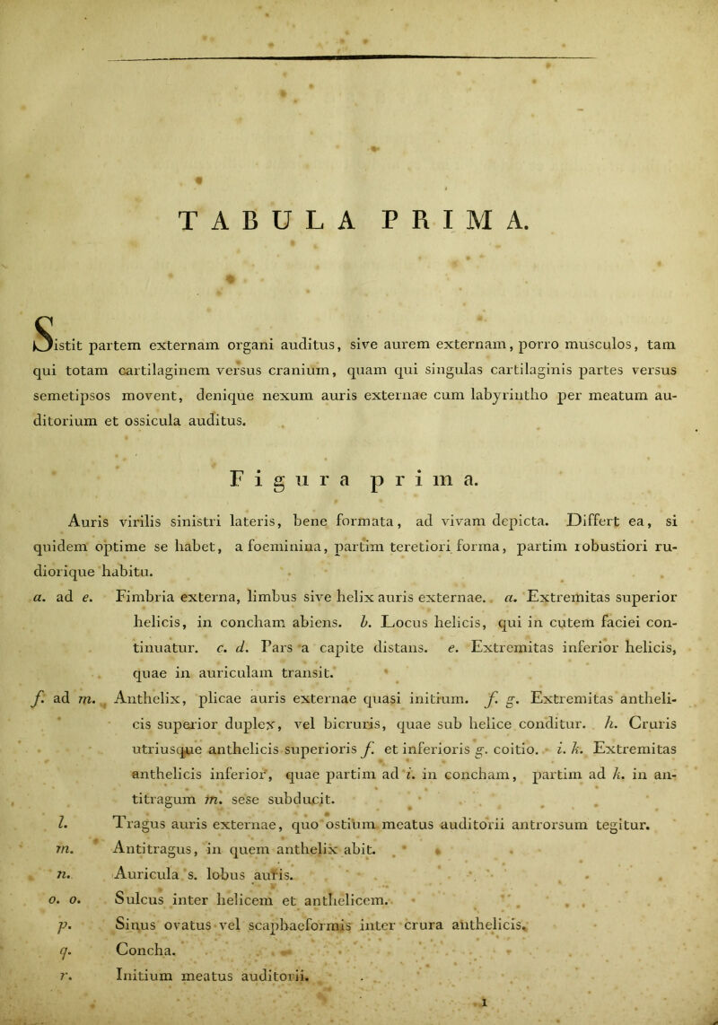 TABULA PRIMA. c k3istit partem externam organi auditus, sive aurem externam, porro musculos, tam qui totam cartilaginem versus cranium, quam qui singulas cartilaginis partes versus semetipsos movent, denique nexum auris externae cum labyrintho per meatum au- ditorium et ossicula auditus. Figura prima. Auris virilis sinistri lateris, bene formata, ad vivam depicta. Differt ea, si quidem optime se habet, afoeminina, partim teretiori forma, partim i obustiori ru- diorique habita. a. ad e. Fimbria externa, limbus sive helix auris externae, a. Extremitas superior helicis, in concham abiens, b. Locus helicis, qui in cutem faciei con- tinuatur. c. d. Pars a capite distans, e. Extremitas inferior helicis, quae in auriculam transit. f ad rn. Anthelix, plicae auris externae quasi initium, f. g. Extremitas antheli- cis superior duplex, vel bicruris, quae sub helice conditur, h. Cruris utriusque anthelicis superioris f. et inferioris g. coitio, i. h. Extremitas anthelicis inferior, quae partim ad i. in concham, partim ad k. in an- titragum 772. sese subducit. I. Tragus auris externae, quo ostium meatus auditorii antrorsum tegitur. 7/2. Antitragus, in quem anthelix abit. 7i. Auricula s. lobus auris. m 9 * *• o. o. Sulcus inter helicem et anthelicem. ]J. Sinus ovatus vel scaphaeformis inter crura anthelicis. q. Concha. r. Initium meatus auditorii.