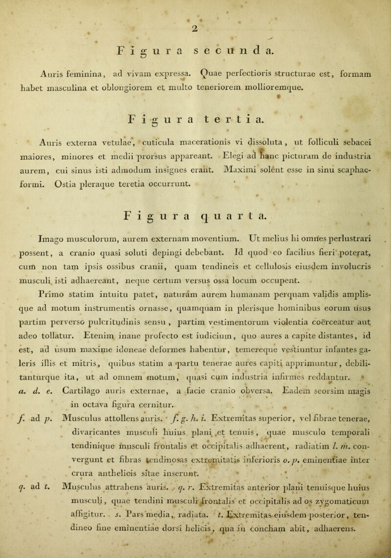 Figura secunda. Auris feminina, ad vivam expressa. Quae perfectioris structurae est, formam habet masculina et oblongiorem et multo teneriorem mollioremque. • ' * Figura tertia. Auris externa vetulae, cuticula macerationis vi dissoluta, ut folliculi sebacei maiores, minores et medii prorsus appareant. Elegi ad hanc picturam de industria aurem, cui sinus isti admodum insignes erant. Maximi solent esse in sinu scaphae- formi. Ostia pleraque teretia occurrunt. Figura quarta. Imago musculorum, aurem externam moventium. Ut melius hi omnes perlustrari possent, a cranio quasi soluti depingi debebant. Id quod eo facilius fieri poterat, cum non tam ipsis ossibus cranii, quam tendineis et cellulosis eiusdem involucris musculi isti adhaereant, neque certum versus ossa locum occupent. Primo statim intuitu patet, naturam aurem humanam perquam validis amplis- que ad motum instrumentis ornasse, quamquam in plerisque hominibus eorum usus partim perverso pulcritudinis sensu , partim vestimentorum violentia coerceatur aut adeo tollatur. Etenim inane profecto estiudicium, quo aures a capite distantes, id est, ad usum maxime idoneae deformes habentur, temereque vestiuntur infantes ga- leris illis et mitris, quibus statim a partu tenerae aures capiti apprimuntur, debili- tanturque ita, ut ad omnem motum, quasi cum industria infirmes reddantur. a. d. e. Cartilago auris externae, a facie cranio obversa. Eadem scorsim magis in octava figura cernitur. • • * • f ad ]J. Musculus attollens auris, f g. h. i. Extremitas superior, vel fibrae tenerae, divaricantes muscidi huius plani ,et tenuis, quae muscido temporali tendinique musculi frontalis dt occipitalis adhaerent, radiatim /. m. con- vergunt et fibras tendinosas extremitatis inferioris o. q>. eminentiae inter crura anthelicis sitae inserunt. q. ad t. Musculus attrahens auris, q. r. Extremitas anterior plani tenuisque huius musculi, quae tendini muscidi frontalis'et occipitalis ad os zygomaticum affigitur, s. Pars media, radiata. £. Extremitas eiusdem jiosterior, ten- dineo fine eminentiae dorsi helicis, qua in concham abit, adhaerens.