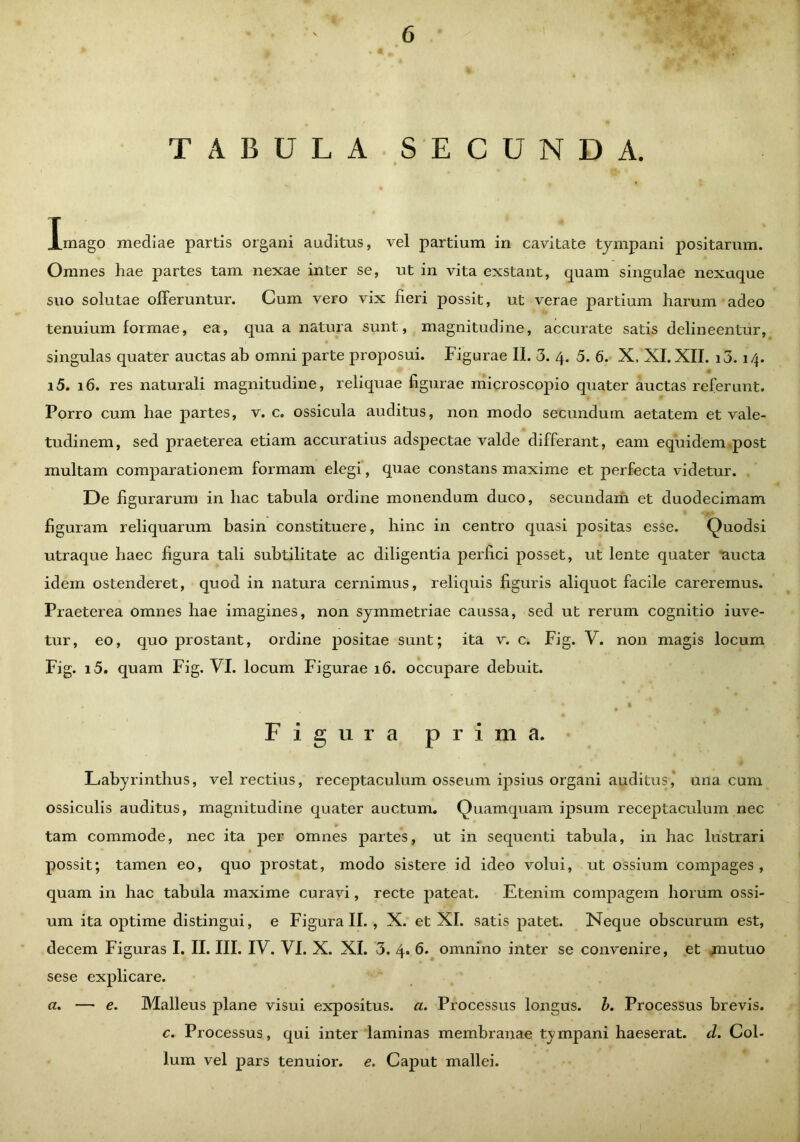 TABULA SECUNDA. Imago mediae partis organi auditus, vel partium in cavitate tympani positarum. Omnes hae partes tam nexae inter se, ut in vita exstant, quam singulae nexaque suo solutae offeruntur. Cum vero vix fieri possit, ut verae partium harum adeo tenuium formae, ea, qua a natura sunt, magnitudine, accurate satis delineentur, singulas quater auctas ab omni parte proposui. Figurae II. 3. 4. 5. 6. X, XI. XII. i3.14. i5. 16. res naturali magnitudine, reliquae figurae microscopio quater auctas referunt. Porro cum hae partes, v. c. ossicula auditus, non modo secundum aetatem et vale- tudinem, sed praeterea etiam accuratius adspectae valde differant, eam equidem post multam comparationem formam elegi, quae constans maxime et perfecta videtur. De figurarum in hac tabula ordine monendum duco, secundam et duodecimam figuram reliquarum basin constituere, hinc in centro quasi positas esse. Quodsi utraque haec figura tali subtilitate ac diligentia perfici posset, ut lente quater aucta idem ostenderet, quod in natura cernimus, reliquis figuris aliquot facile careremus. Praeterea omnes hae imagines, non symmetriae caussa, sed ut rerum cognitio iuve- tur, eo, quo prostant, ordine positae sunt; ita v. c. Fig. V. non magis locum Fig. i5. quam Fig. VI. locum Figurae 16. occupare debuit. Figura prima. Labyrinthus, vel rectius, receptaculum osseum ipsius organi auditus, una cum ossiculis auditus, magnitudine quater auctum. Quamquam ipsum receptaculum nec tam commode, nec ita per omnes partes, ut in sequenti tabula, in hac lustrari possit; tamen eo, quo prostat, modo sistere id ideo volui, ut ossium compages, quam in hac tabula maxime curavi, recte pateat. Etenim compagem horum ossi- um ita optime distingui, e Figura II. , X. et XI. satis patet. Neque obscurum est, decem Figuras I. II. III. IV. VI. X. XI. 3. 4. 6. omnino inter se convenire, et mutuo sese explicare. a. — e. Malleus plane visui expositus, a. Processus longus, b. Processus brevis. c. Processus, qui inter laminas membranae tympani haeserat, d. Col- lum vel pars tenuior, e. Caput mallei.