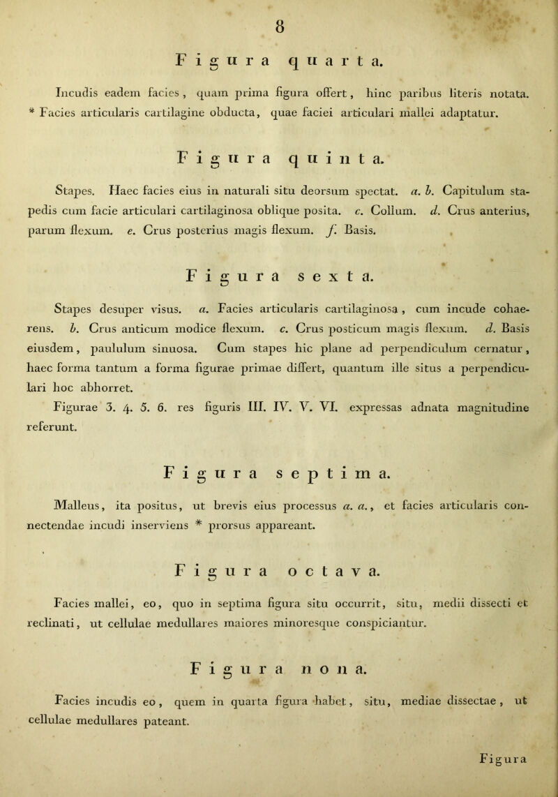 Figura quarta. Incudis eadem facies , quam prima figura offert, hinc paribus literis notata. * Facies articularis cartilagine obducta, quae faciei articulari mallei adaptatur. Figura quinta. Stapes. Haec facies eius in naturali situ deorsum spectat, a. b. Capitulum sta- pedis cum facie articulari cartilaginosa oblique posita, c. Collum, d. Crus anterius, parum flexum, e. Crus posterius magis flexum. J. Basis. Figura sexta. Stapes desuper visus. a. Facies articularis cartilaginosa , cum incude cohae- rens. b. Crus anticum modice flexum, c. Crus posticum magis flexum. d. Basis eiusdem, paululum sinuosa. Cum stapes hic plane ad perpendiculum cernatur, haec forma tantum a forma figurae primae differt, quantum ille situs a perpendicu- lari hoc abhorret. Figurae 3. 4. 5. 6. res figuris III. IV. V. VI. expressas adnata magnitudine referunt. Fignra septima. Malleus, ita positus, ut brevis eius processus a. a., et facies articularis con- nectendae incudi inserviens * prorsus appareant. Figura octava. Facies mallei, eo, quo in septima figura situ occurrit, situ, medii dissecti et reclinati, ut cellulae medullares maiores minoresque conspiciantur. Figura nona. Facies incudis eo, quem in quarta figura habet, situ, mediae dissectae, ut cellulae medullares pateant. Figura