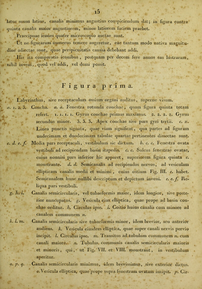 latus suunl latius, canalis minimus angustius conspiciendum dat; in figura contra quinta canalis maior angustiorem, minor latiorem faciem praebet. Praecipuae icones quater microscopio auctae sunt. Ut ne figurarum numerus temere augeretur, eae tantum modo nativa magnitu- dine adiectae sunt, quae perspicuitatis caussa debebant addi. Piis ita comparatis iconibus , postquam per decem fere annos eas lustraram, nihil inveni, quod vel addi, vel demi possit. Figura prima. Labyrinthus, sive receptaculum ossium organi auditus, superne visum. a. 1.2. 3. Concha, a. a. Fenestra rotunda conchae , quam figura quinta totam refert. i. i. i. i. Gyrus conchae primus maximus. 2. 2. 2. 2. Gyrus secundus minor. 3. 3. 3. Apex conchae sive pars gyri tertii. c. x. Linea punctis signata, quae viam significat, qua partes ad figuram undecimam et duodecimam tabulae quartae pertinentes dissectae sunt. c. d. e. f Media pars receptaculi, vestibulum sic dictum. b. c. c. Fenestra ovata vestibuli ad recipiendam basin stapedis, c. c. Sulcus fenestrae ovatae, cuius nonnisi pars inferior hic apparet, superiorem figura quinta c. monstrante. d. d. Semicanalis ad recipiendos nervos, ad vesiculam ellipticam canalis medii et minimi , cuius ostium Fig. IIP e. habet. Semicanalem hunc nullibi descriptum et depictum inveni, e. e. f. Pie- liqua pars vestibuli. g. h. L Canalis semicircularis, vel tubaeformis maior, idem longior, sive poste- rior nuncupatus, g. Vesicula eius elliptica, quae prope ad basin con- chae orditur, h. Circulus ipse, i. Coitio huius canalis cum minore ad canalem communem n. h. I. m. Canalis semicircularis sive tubaeformis minor, idem brevior, seu anterior audiens. A. Vesicula eiusdem elliptica, quae super canali nervis pervio incipit. L Circulus ipse. m. Transitus ad tubulum communem n. cum canali maiore. n. Tubulus communis canalis semicircularis maioris et minoris, qui, ut Fig. VII. et VIII. monstrant, in vestibulum aperitur. o. p. (j. Canalis semicircularis minimus, idem brevissimus, sive exterior dictus. o. Vesicula elliptica, quae prope supra fenestram ovatam incipit, p. Cir-