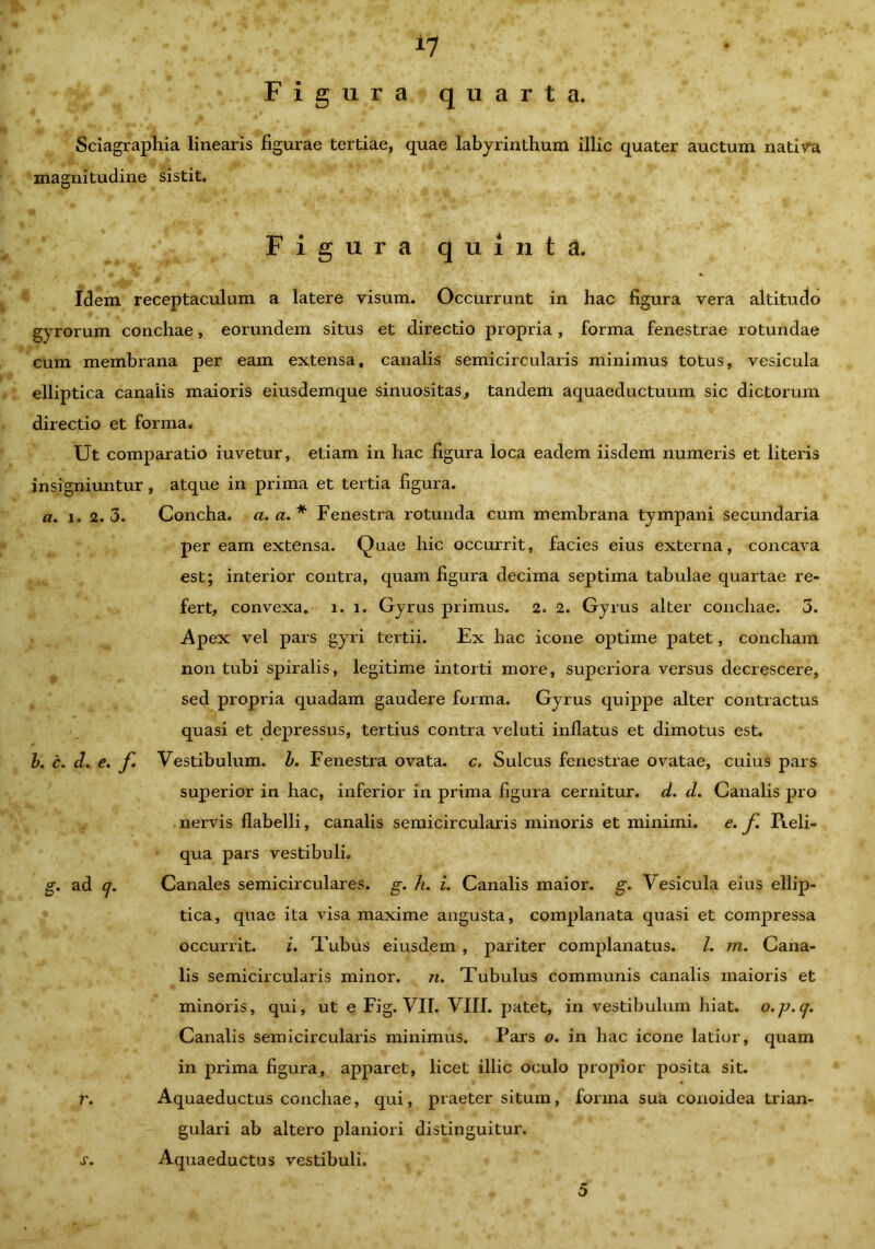 i? Figura quarta. Sciagraphia linearis figurae tertiae, quae labyrinthum illic quater auctum nativa magnitudine sistit. Figura quinta. Idem receptaculum a latere visum. Occurrunt in hac figura vera altitudo gyrorum conchae, eorundem situs et directio propria , forma fenestrae rotundae cum membrana per eam extensa, canalis semicircularis minimus totus, vesicula elliptica canalis maioris eiusdemque sinuositas, tandem aquaeductuum sic dictorum directio et forma. Ut comparatio iuvetur, etiam in hac figura loca eadem iisdem numeris et literis insigniuntur , atque in prima et tertia figura. a. i. 2. 3. Concha, a. a. * Fenestra rotunda cum membrana tympani secundaria peream extensa. Quae hic occurrit, facies eius externa, concava est; interior contra, quam figura decima septima tabulae quartae re- fert, convexa, i. i. Gyrus primus. 2. 2. Gyrus alter conchae. 3. Apex vel pars gyri tertii. Ex hac icone optime patet, concham non tubi spiralis, legitime intorti more, superiora versus decrescere, sed propria quadam gaudere forma. Gyrus quippe alter contractus quasi et depressus, tertius contra vel uti inflatus et dimotus est. b. c. d. e. f Vestibulum, b. Fenestra ovata, c. Sulcus fenestrae ovatae, cuius pars superior in hac, inferior in prima figura cernitur, d. d. Canalis pro nervis flabelli, canalis semicircularis minoris et minimi. e. f Reli- qua pars vestibuli. g. ad cj. Canales semicirculares, g. h. i. Canalis maior, g. Vesicula eius ellip- tica, quae ita visa maxime angusta, complanata quasi et compressa occurrit. i. Tubus eiusdem , pariter complanatus. I. m. Cana- lis semicircularis minor. ?i. Tubulus communis canalis maioris et minoris, qui, ut e Fig. VII. VIII. patet, in vestibulum hiat, o.p.q. Canalis semicircularis minimus. Pars o. in hac icone latior, quam in prima figura, apparet, licet illic oculo propior posita sit. r. Aquaeductus conchae, qui, praeter situm, forma sua conoidea trian- gulari ab altero planiori distinguitur. Aquaeductus vestibuli. s. 5