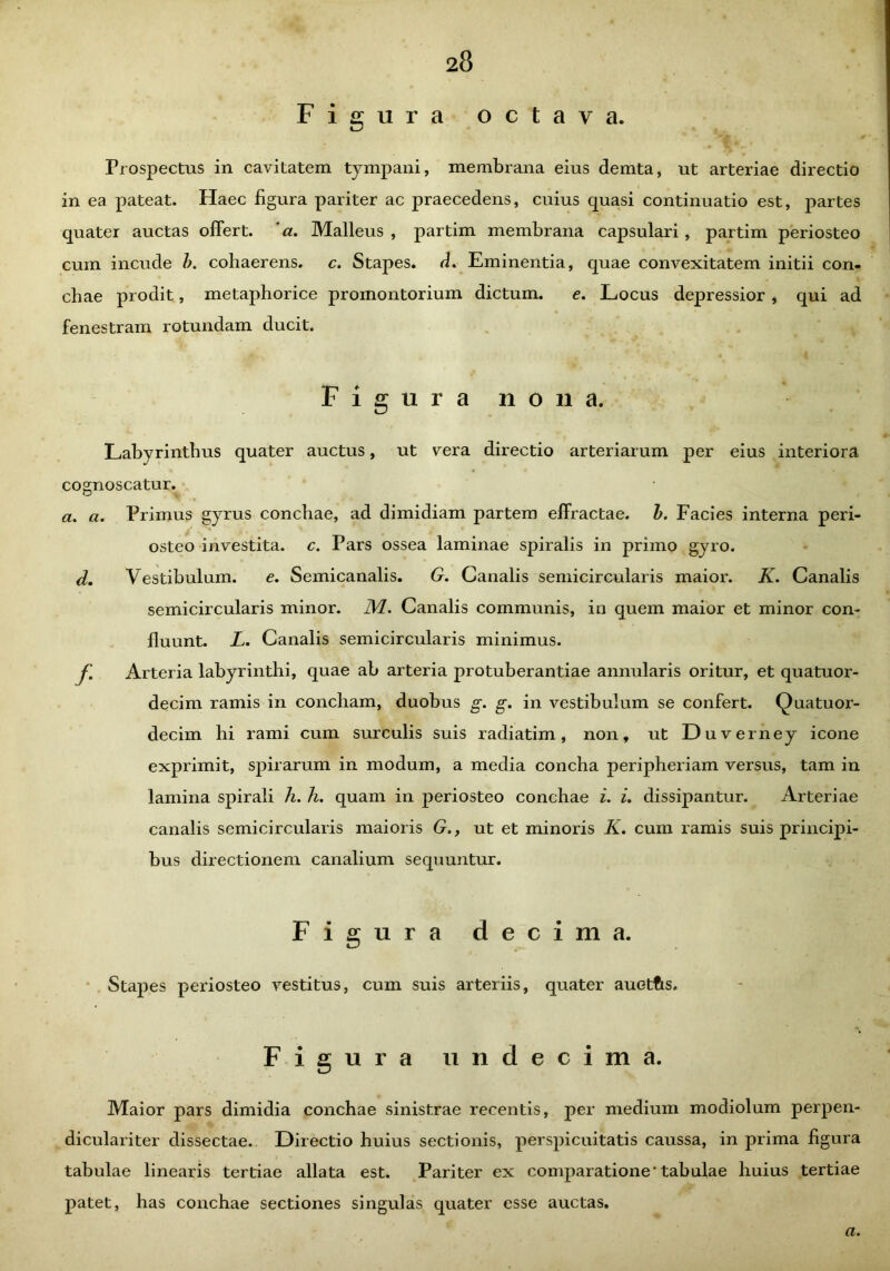 Figura octava. Prospectus in cavitatem tympani, membrana eius demta, ut arteriae directio in ea pateat. Haec figura pariter ac praecedens, cuius quasi continuatio est, partes quater auctas offert, 'a. Malleus , partim membrana capsulari, partim periosteo cum incude b. cohaerens, c. Stapes, d. Eminentia, quae convexitatem initii con- chae prodit, metaphorice promontorium dictum. e. Locus depressior , qui ad fenestram rotundam ducit. Figura nona. Labyrinthus quater auctus, ut vera directio arteriarum per eius interiora cognoscatur. Primus gyrus conchae, ad dimidiam partem effractae, b. Facies interna peri- osteo investita, c. Pars ossea laminae spiralis in primo gyro. Vestibulum. e. Semicanalis. G. Canalis semicircularis maior. K. Canalis semicircularis minor. 1YL. Canalis communis, in quem maior et minor con- fluunt. L. Canalis semicircularis minimus. Arteria labyrinthi, quae ab arteria protuberantiae annularis oritur, et quatuor- decim ramis in concham, duobus g. g. in vestibulum se confert. Quatuor- decim hi rami cum surculis suis radiatim, non, ut D uverney icone exprimit, spirarum in modum, a media concha peripheriam versus, tam in lamina spirali h. h. quam in periosteo conchae i. i. dissipantur. Arteriae canalis semicircularis maioris G,, ut et minoris K. cum ramis suis principi- bus directionem canalium sequuntur. Figura decima. Stapes periosteo vestitus, cum suis arteriis, quater auetfts. Figura undecima. Maior pars dimidia conchae sinistrae recentis, per medium modiolum perpen- di culariter dissectae. Directio huius sectionis, perspicuitatis caussa, in prima figura tabulae linearis tertiae allata est. Pariter ex comparatione'tabulae huius tertiae patet, has conchae sectiones singulas quater esse auctas. a. a. a. d. f