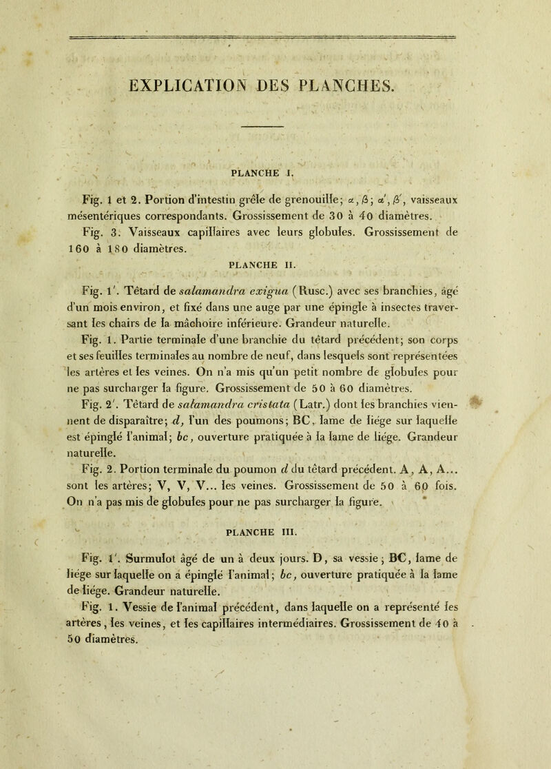 EXPLICATION DES PLANCHES. PLANCHE I. Fig. 1 et 2. Portion d’intestin grêle de grenouille; «, A; fi', vaisseaux mésentériques correspondants. Grossissement de 30 à 40 diamètres. Fig. 3. Vaisseaux capillaires avec leurs globules. Grossissement de 160 à 180 diamètres. PLANCHE II. Fig. l'. Têtard de salamanclra exigna (Ruse.) avec ses branchies, âgé d’un mois environ, et fixé dans une auge par une épingle à insectes traver- sant les chairs de la mâchoire inférieure. Grandeur naturelle. Fig. 1. Partie terminale d’une blanchie du têtard précédent; son corps et ses feuilles terminales au nombre de neuf, dans lesquels sont représentées les artères et les veines. On n’a mis qu’un petit nombre de globules pour ne pas surcharger la figure. Grossissement de 50 à 60 diamètres. Fig. 2'. Têtard de salamandra cristata (Latr.) dont les branchies vien- nent de disparaître; d, l’un des poumons; BC, lame de liège sur laquelle est épinglé l’animal; bc, ouverture pratiquée à la lame de liège. Grandeur naturelle. Fig. 2. Portion terminale du poumon d du têtard précédent. A, A, A... sont les artères; V, V, V... les veines. Grossissement de 50 à 60 fois. On n’a pas mis de globules pour ne pas surcharger la figure. PLANCHE III. Fig. 1'. Surmulot âgé de un à deux jours. D, sa vessie ; BC, lame de liège sur laquelle on a épinglé l’animal; bc, ouverture pratiquée à la lame de liège. Grandeur naturelle. Fig. 1. Vessie de l’animal précédent, dans laquelle on a représenté les artères, les veines, et les capillaires intermédiaires. Grossissement de 40 à 50 diamètres.