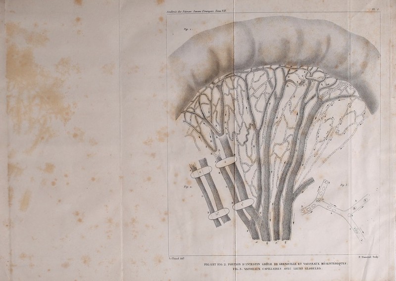 w .Icuiltnu't* i/i\r Sciences. Savons Almni/nni, Tonie III■ D'INTESTIN GRÊLE DE GRENOUILLE ET VAISSEAUX MESENTERIQUES. 3. VAISSEAUX CAPILLAIRES AVEC LEURS GI.ODULKS. 3.