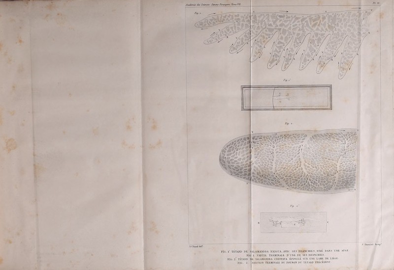FIG, l' TETARD DK ALAMANDRA EXIGUA.AW SES BRANCHIES, FIXE DANS UNE AUGE- 1. PARTIE TERMINALE D’UNE DE SES BRANCHIES. E SALAMANDRA CIUSTATA EPINGLE SUR UNE LAME DE LIEGE. PORTION TERMINALE I)U POUMON DU TETARD PRECEDENT ■ Fig. 1. Fig.