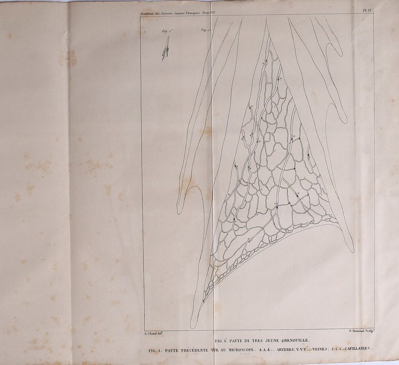 P. Duménü Sculpî PATTE DE TRES JEUNE pRENOUILLE. MICROSCOPE. A.A.A... ARTERES; Y. V.V:.. VEINE S’, C.C.C...CAPILLAIRE S .