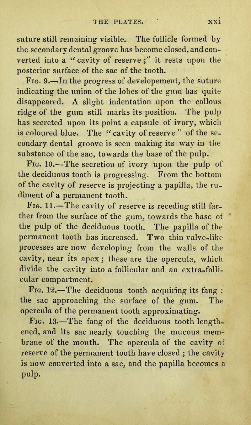 suture still remaining visible. The follicle formed by the secondary dental groove has become closed, and con- verted into a “ cavity of reserve it rests upon the posterior surface of the sac of the tooth. Fig. 9.-—In the progress of developement, the suture indicating the union of the lobes of the gum has quite disappeared. A slight indentation upon the callous ridge of the gum still marks its position. The pulp has secreted upon its point a capsule of ivory, which is coloured blue. The “cavity of reserve ” of the se- condary dental groove is seen making its way in the substance of the sac, towards the base of the pulp. Fig. 10.—The secretion of ivory upon the pulp of the deciduous tooth is progressing. From the bottom of the cavity of reserve is projecting a papilla, the ru- diment of a permanent tooth. Fig. 11.—The cavity of reserve is receding still far- ther from the surface of the gum, towards the base of * the pulp of the deciduous tooth. The papilla of the permanent tooth has increased. Two thin valve-like processes are now developing from the walls of the cavity, near its apex; these are the opercula, which divide the cavity into a follicular and an extra-folli- cular compartment. Fig. 12.—The deciduous tooth acquiring its fang : the sac approaching the surface of the gum. The opercula of the permanent tooth approximating. Fig. 13.—The fang of the deciduous tooth length- ened, and its sac nearly touching the mucous mem- brane of the mouth. The opercula of the cavity of reserve of the permanent tooth have closed ; the cavity is now converted into a sac, and the papilla becomes a pulp.