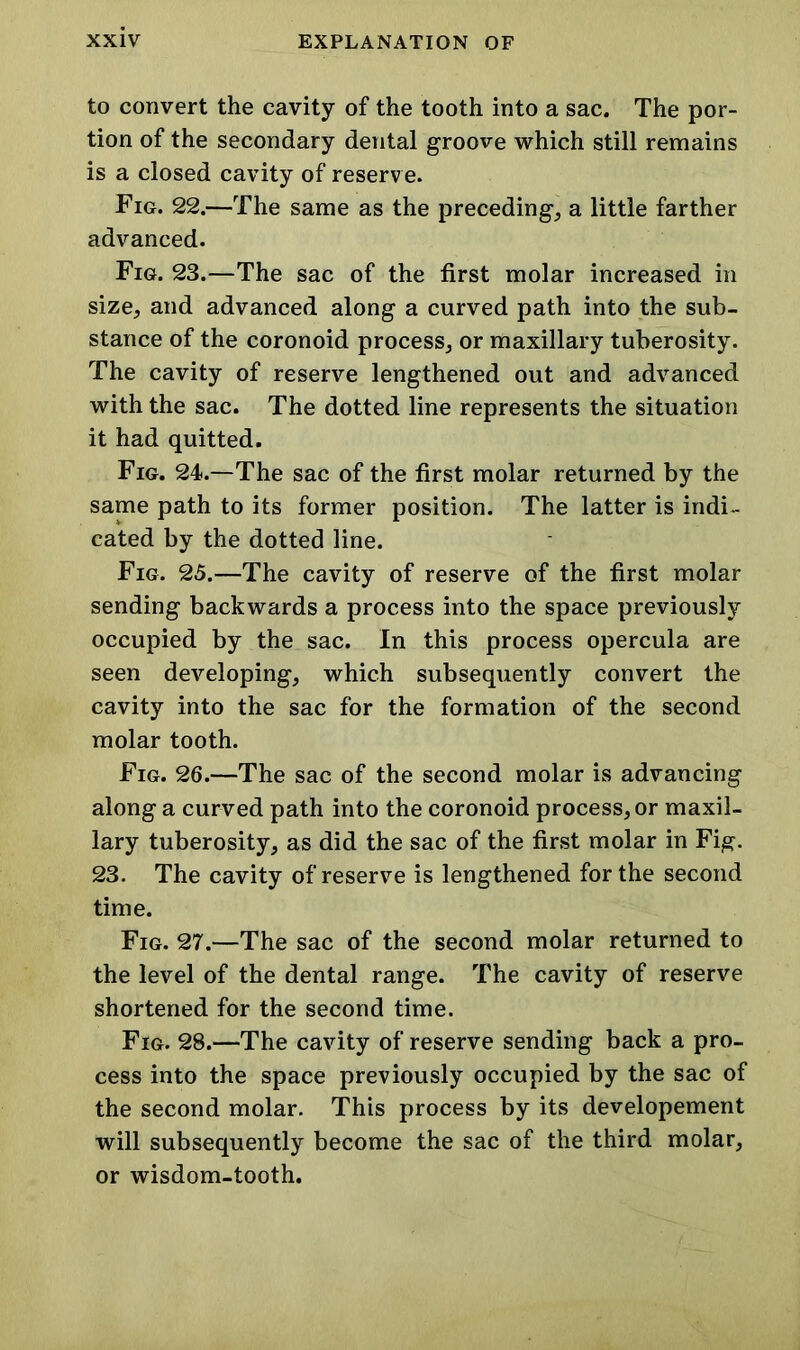 to convert the cavity of the tooth into a sac. The por- tion of the secondary dental groove which still remains is a closed cavity of reserve. Fig. 22.—The same as the preceding, a little farther advanced. Fig. 23.—The sac of the first molar increased in size, and advanced along a curved path into the sub- stance of the coronoid process, or maxillary tuberosity. The cavity of reserve lengthened out and advanced with the sac. The dotted line represents the situation it had quitted. Fig. 24.—The sac of the first molar returned by the same path to its former position. The latter is indi- cated by the dotted line. Fig. 25.—The cavity of reserve of the first molar sending backwards a process into the space previously occupied by the sac. In this process opercula are seen developing, which subsequently convert the cavity into the sac for the formation of the second molar tooth. Fig. 26.—The sac of the second molar is advancing along a curved path into the coronoid process, or maxil- lary tuberosity, as did the sac of the first molar in Fig. 23. The cavity of reserve is lengthened for the second time. Fig. 27.—The sac of the second molar returned to the level of the dental range. The cavity of reserve shortened for the second time. Fig. 28.—The cavity of reserve sending back a pro- cess into the space previously occupied by the sac of the second molar. This process by its developement will subsequently become the sac of the third molar, or wisdom-tooth.