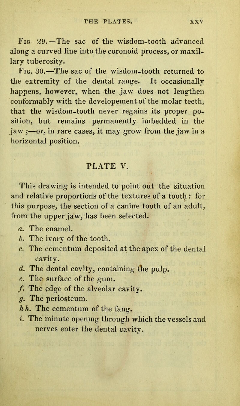 Fig 29.—The sac of the wisdom-tooth advanced along a curved line into the coronoid process, or maxil- lary tuberosity. Fig. 30.—The sac of the wisdom-tooth returned to the extremity of the dental range. It occasionally happens, however, when the jaw does not lengthen conformably with the developementof the molar teeth, that the wisdom-tooth never regains its proper po- sition, but remains permanently imbedded in the jaw ;—or, in rare cases, it may grow from the jaw in a horizontal position. PLATE V. This drawing is intended to point out the situation and relative proportions of the textures of a tooth : for this purpose, the section of a canine tooth of an adult, from the upper jaw, has been selected. a. The enamel. b. The ivory of the tooth. c. The cementum deposited at the apex of the dental cavity. d. The dental cavity, containing fhe pulp. e. The surface of the gum. /. The edge of the alveolar cavity. g. The periosteum. h h. The cementum of the fang. i. The minute opening through which the vessels and nerves enter the dental cavity.