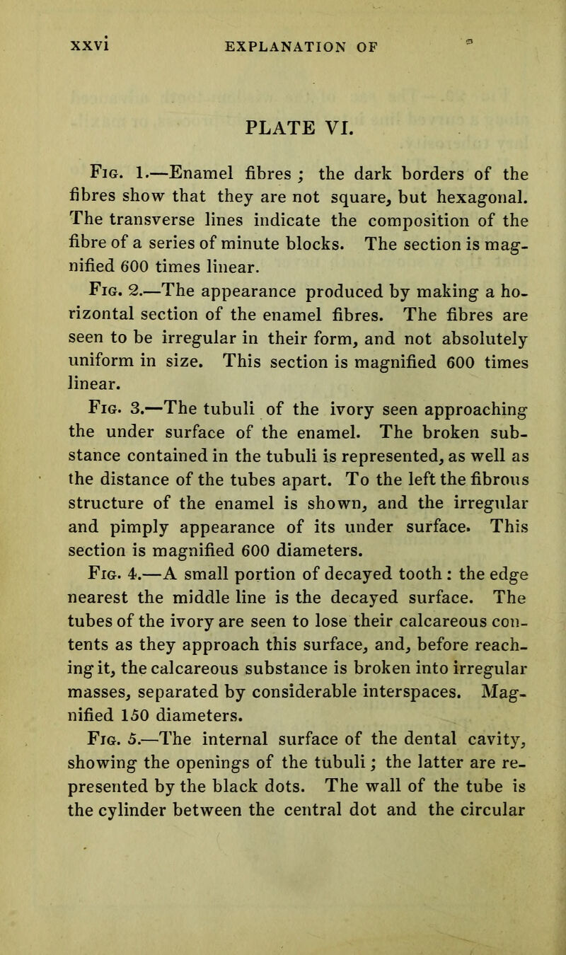 PLATE VI. Fig. 1.—Enamel fibres ; the dark borders of the fibres show that they are not square, but hexagonal. The transverse lines indicate the composition of the fibre of a series of minute blocks. The section is mag- nified 600 times linear. Fig. 2.—The appearance produced by making a ho- rizontal section of the enamel fibres. The fibres are seen to be irregular in their form, and not absolutely uniform in size. This section is magnified 600 times linear. Fig. 3.—The tubuli of the ivory seen approaching the under surface of the enamel. The broken sub- stance contained in the tubuli is represented, as well as the distance of the tubes apart. To the left the fibrous structure of the enamel is shown, and the irregular and pimply appearance of its under surface. This section is magnified 600 diameters. Fig. 4.—A small portion of decayed tooth : the edge nearest the middle line is the decayed surface. The tubes of the ivory are seen to lose their calcareous con- tents as they approach this surface, and, before reach- ing it, the calcareous substance is broken into irregular masses, separated by considerable interspaces. Mag- nified 150 diameters. Fig. 5.—The internal surface of the dental cavity, showing the openings of the tubuli; the latter are re- presented by the black dots. The wall of the tube is the cylinder between the central dot and the circular