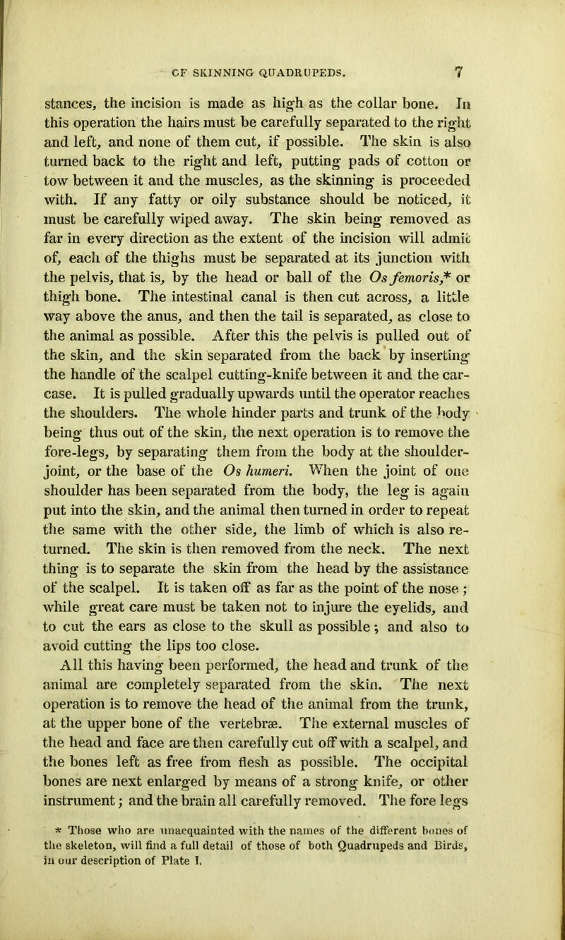 stances, the incision is made as high as the collar bone. In this operation the hairs must be carefully separated to the right and left, and none of them cut, if possible. The skin is also turned back to the right and left, putting pads of cotton or tow between it and the muscles, as the skinning is proceeded with. If any fatty or oily substance should be noticed, it must be carefully wiped away. The skin being removed as far in every direction as the extent of the incision will admit of, each of the thighs must be separated at its junction with the pelvis, that is, by the head or ball of the Os femoris,* or thigh bone. The intestinal canal is then cut across, a little way above the anus, and then the tail is separated, as close to the animal as possible. After this the pelvis is pulled out of the skin, and the skin separated from the back by inserting the handle of the scalpel cutting-knife between it and the car- case. It is pulled gradually upwards until the operator reaches the shoulders. The whole hinder parts and trunk of the body being thus out of the skin, the next operation is to remove the fore-legs, by separating them from the body at the shoulder- joint, or the base of the Os humeri. When the joint of one shoulder has been separated from the body, the leg is again put into the skin, and the animal then turned in order to repeat the same with the other side, the limb of which is also re- turned. The skin is then removed from the neck. The next thing is to separate the skin from the head by the assistance of the scalpel. It is taken off as far as the point of the nose ; while great care must be taken not to injure the eyelids, and to cut the ears as close to the skull as possible; and also to avoid cutting the lips too close. All this having been performed, the head and trunk of tiie animal are completely separated from the skin. Tiie next operation is to remove the head of the animal from the trunk, at the upper bone of the vertebrae. The external muscles of the head and face are then carefully cut off with a scalpel, and the bones left as free from flesh as possible. The occipital bones are next enlarged by means of a strong knife, or other instrument; and the brain all carefully removed. The fore legs * Those who are unacquainted with the names of the different bones of the skeleton, will find a full detail of those of both Quadrupeds and Birds, iu our description of Plate I.