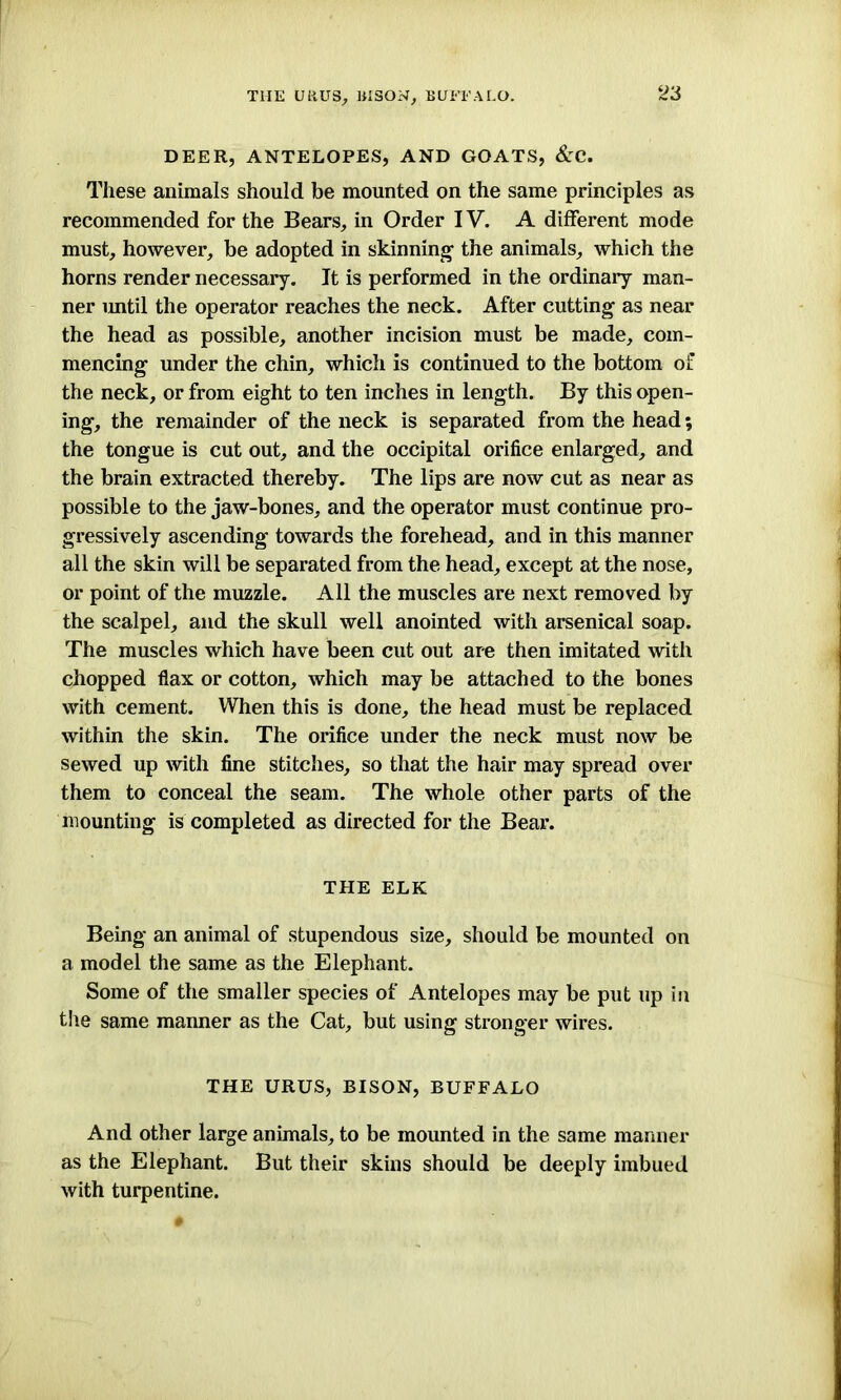 THE URUS, BISON, BUFFALO. DEER, ANTELOPES, AND GOATS, &C. These animals should be mounted on the same principles as recommended for the Bears, in Order IV. A different mode must, however, be adopted in skinning the animals, which the horns render necessary. It is performed in the ordinary man- ner until the operator reaches the neck. After cutting as near the head as possible, another incision must be made, com- mencing under the chin, which is continued to the bottom of the neck, or from eight to ten inches in length. By this open- ing, the remainder of the neck is separated from the head; the tongue is cut out, and the occipital orifice enlarged, and the brain extracted thereby. The lips are now cut as near as possible to the jaw-bones, and the operator must continue pro- gressively ascending towards the forehead, and in this manner all the skin will be separated from the head, except at the nose, or point of the muzzle. All the muscles are next removed by the scalpel, and the skull well anointed with arsenical soap. The muscles which have been cut out are then imitated with chopped flax or cotton, which may be attached to the bones with cement. When this is done, the head must be replaced within the skin. The orifice under the neck must now be sewed up with fine stitches, so that the hair may spread over them to conceal the seam. The whole other parts of the mounting is completed as directed for the Bear. THE ELK Being an animal of stupendous size, should be mounted on a model the same as the Elephant. Some of the smaller species of Antelopes may be put up in the same manner as the Cat, but using stronger wires. THE URUS, BISON, BUFFALO And other large animals, to be mounted in the same manner as the Elephant. But their skins should be deeply imbued with turpentine.