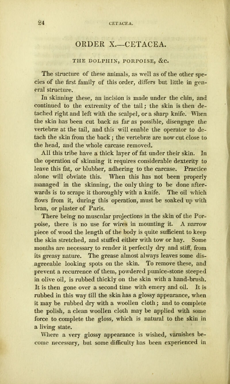 ORDER X.—CETACEA. THE DOLPHIN, PORPOISE, &C. The structure of these animals, as well as of the other spe- cies of the first family of this order, differs but little in gen- eral structure. In skinning- these, an incision is made under the chin, and continued to the extremity of the tail; the skin is then de- tached right and left with the scalpel, or a sharp knife. When the skin has been cut back as far as possible, disengage the vertebrae at the tail, and this will enable the operator to de- tach the skin from the back ; the vertebrae are now cut close to the head, and the whole carcase removed. All this tribe have a thick layer of fat under their skin. In the operation of skinning it requires considerable dexterity to leave this fat, or blubber, adhering to the carcase. Practice alone will obviate this. When this has not been properly managed in the skinning, the only thing to be done after- wards is to scrape it thoroughly with a knife. The oil which flows from it, during this operation, must be soaked up with bran, or plaster of Paris. There being no muscular projections in the skin of the Por- poise, there is no use for wires in mounting it. A narrow piece of wood the length of the body is quite sufficient to keep the skin stretched, and stuffed either with tow or hay. Some months are necessary to render it perfectly dry and stiff, from its greasy nature. The grease almost always leaves some dis- agreeable looking spots on the skin. To remove these, and prevent a recurrence of them, powdered pumice-stone steeped in olive oil, is rubbed thickly on the skin with a hand-brush. It is then gone over a second time with emery and oil. It is rubbed in this way till the skin has a glossy appearance, when it may be rubbed dry with a woollen cloth; and to complete the polish, a clean woollen cloth may be applied with some force to complete the gloss, which is natural to the skin in a living state. Where a very glossy appearance is wished, varnishes be- come necessary, but some difficulty has been experienced in