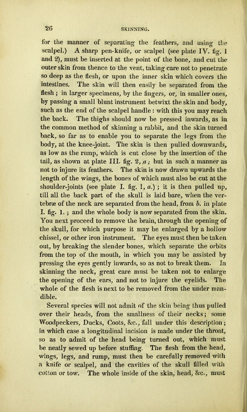 for the manner of separating the feathers, and using the scalpel.) A sharp pen-knife, or scalpel (see plate IV. fig. 1 and 2), must be inserted at the point of the bone, and cut the outer skin from thence to the vent, taking care not to penetrate so deep as the flesh, or upon the inner skin which covers the intestines. The skin will then easily be separated from the flesh ; in larger specimens, by the fingers, or, in smaller ones, by passing a small blunt instrument betwixt the skin and body, such as the end of the scalpel handle : with this you may reach the back. The thighs should now be pressed inwards, as in the common method of skinning a rabbit, and the skin turned back, so far as to enable you to separate the legs from the body, at the knee-joint. The skin is then pulled downwards, as low as the rump, which is cut close by the insertion of the tail, as shown at plate III. fig. 2, .a ; but in such a manner as not to injure its feathers. The skin is now drawn upwards the length of the wings, the bones of which must also be cut at the shoulder-joints (see plate I. fig. I, a.) ; it is then pulled up, till all the back part of the skull is laid bare, when the ver- tebrae of the neck are separated from the head, from b. in plate I. fig. I. ; and the whole body is now separated from the skin. You next proceed to remove the brain, through the opening of the skull, for which purpose it may be enlarged by a hollow chissel, or other iron instrument. The eyes must then be taken out, by breaking the slender bones, which separate the orbits from the top of the mouth, in which you may be assisted by pressing the eyes gently inwards, so as not to break them. In skinning the neck, great care must be taken not to enlarge the opening of the ears, and not to injure the eyelids. The whole of the flesh is next to be removed from the under man- dible. Several species will not admit of the skin being thus pulled over their heads, from the smallness of their necks; some Woodpeckers, Ducks, Coots, &c., fall under this description; in which case a longitudinal incision is made under the throat, so as to admit of the head being turned out, which must be neatly sewed up before stuffing. The flesh from the head, wings, legs, and rump, must then be carefully removed with a knife or scalpel, and the cavities of the skull filled with cotton or tow. The whole inside of the skin, head, &c., must