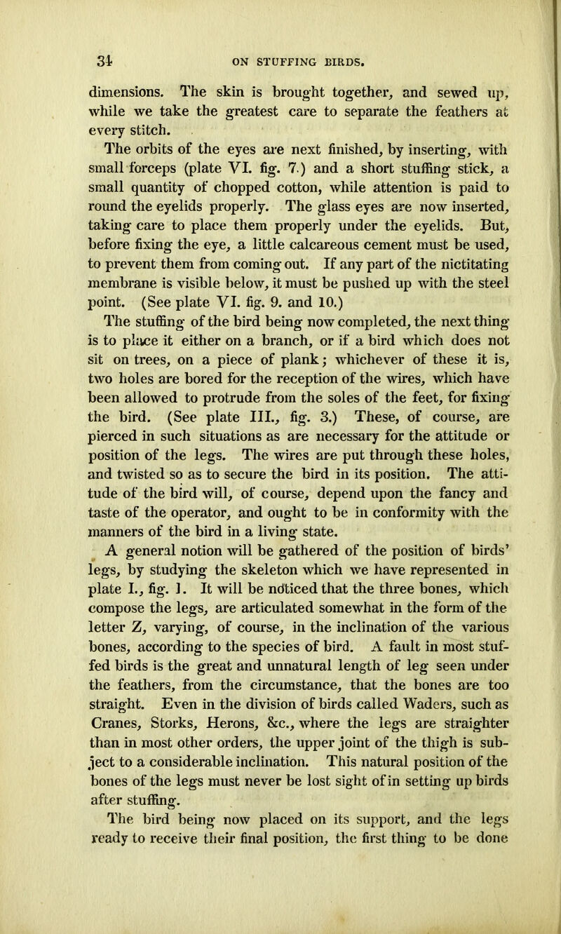 dimensions. The skin is brought together, and sewed up, while we take the greatest care to separate the feathers at every stitch. The orbits of the eyes are next finished, by inserting, with small forceps (plate VI. fig. 7.) and a short stuffing stick, a small quantity of chopped cotton, while attention is paid to round the eyelids properly. The glass eyes are now inserted, taking care to place them properly under the eyelids. But, before fixing the eye, a little calcareous cement must be used, to prevent them from coming out. If any part of the nictitating membrane is visible below, it must be pushed up with the steel point. (See plate VI. fig. 9. and 10.) The stuffing of the bird being now completed, the next thing is to place it either on a branch, or if a bird which does not sit on trees, on a piece of plank; whichever of these it is, two holes are bored for the reception of the wires, which have been allowed to protrude from the soles of the feet, for fixing the bird. (See plate III., fig. 3.) These, of course, are pierced in such situations as are necessary for the attitude or position of the legs. The wires are put through these holes, and twisted so as to secure the bird in its position. The atti- tude of the bird will, of course, depend upon the fancy and taste of the operator, and ought to be in conformity with the manners of the bird in a living state. A general notion will be gathered of the position of birds’ legs, by studying the skeleton which we have represented in plate I., fig. 1. It will be noticed that the three bones, which compose the legs, are articulated somewhat in the form of the letter Z, varying, of course, in the inclination of the various bones, according to the species of bird. A fault in most stuf- fed birds is the great and unnatural length of leg seen under the feathers, from the circumstance, that the bones are too straight. Even in the division of birds called Waders, such as Cranes, Storks, Herons, &c., where the legs are straighter than in most other orders, the upper joint of the thigh is sub- ject to a considerable inclination. This natural position of the bones of the legs must never be lost sight of in setting up birds after stuffing. The bird being now placed on its support, and the legs ready to receive their final position, the first thing to be done