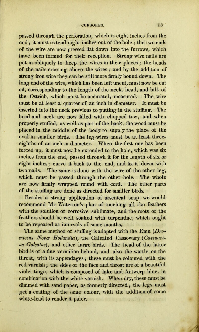 passed through the perforation, which is eight inches from the end; it must extend eight inches out of the hole ; the two ends of the wire are now pressed flat down into the furrows, which have been formed for their reception. Strong wire nails are put in obliquely to keep the wires in their places; the heads of the nails crossing above the wires; and by the addition of strong iron wire they can be still more firmly bound down. The long end of the wire, which has been left uncut, must now be cut off', corresponding to the length of the neck, head, and bill, of the Ostrich, which must be accurately measured. The wire must be at least a quarter of an inch in diameter. It must be inserted into the neck previous to putting in the stuffing. The head and neck are now filled with chopped tow, and when properly stuffed, as well as part of the back, the wood must be placed in the middle of the body to supply the place of the oval in smaller birds. The leg-wires must be at least three- eighths of an inch in diameter. When the first one has been forced up, it must now be extended to the hole, which was six inches from the end, passed through it for the length of six or eight inches; curve it back to the end, and fix it down with two nails. The same is done with the wire of the other leg, which must be passed through the other hole. The whole are now firmly wrapped round with cord. The other parts of the stuffing are done as directed for smaller birds. Besides a strong application of arsenical soap, we would recommend Mr Waterton’s plan of touching all the feathers with the solution of corrosive sublimate, and the roots of the feathers should be well soaked with turpentine, which ought to be repeated at intervals of some months. The same method of stuffing is adopted with the Emu (Dro- miceus Novae Hollandice), the Galeated Cassowary (Cassuari- us Galeatus), and other large birds. The head of the latter bird is of a fine vermilion behind, and also the wattle on the throat, with its appendages; these must be coloured with the red varnish; the sides of the face and throat are of a beautiful violet tinge, which is composed of lake and Antwerp blue, in combination with the white varnish. When dry, these must be dimmed with sand paper, as formerly directed; the legs must get a coating of the same colour, with the addition of some white-lead to render it paler.