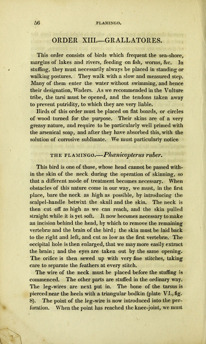 66 FLAMINGO. ORDER XIII.—GRALLATORES. This order consists of birds which frequent the sea-shore, margins of lakes and rivers, feeding on fish, worms, &c. In stuffing, they must necessarily always be placed in standing or walking postures. They walk with a slow and measured step. Many of them enter the water without swimming, and hence their designation, Waders. As we recommended in the Vulture tribe, the tarsi must be opened, and the tendons taken away to prevent putridity, to which they are very liable. Birds of this order must be placed on flat boards, or circles of wood turned for the purpose. Their skins are of a very greasy nature, and require to be particularly well primed with the arsenical soap, and after they have absorbed this, with the solution of corrosive sublimate. We must particularly notice the flamingo.—Phcenicopterus ruber. This bird is one of those, whose head cannot be passed with- in the skin of the neck during the operation of skinning, so that a different mode of treatment becomes necessary. When obstacles of this nature come in our way, we must, in the first place, bare the neck as high as possible, by introducing the scalpel-handle betwixt the skull and the skin. The neck is then cut off as high as we can reach, and the skin pulled straight while it is yet soft. It now becomes necessary to make an incision behind the head, by which to remove the remaining vertebra and the brain of the bird; the skin must be laid back to the right and left, and cut as low as the first vertebra. The occipital hole is then enlarged, that we may more easily extract the brain; and the eyes are taken out by the same opening. The orifice is then sewed up with very fine stitches, taking care to separate the feathers at every stitch. The wire of the neck must be placed before the stuffing is commenced. The other parts are stuffed in the ordinary way. The leg-wires are next put in. The bone of the tarsus is pierced near the heels with a triangular bodkin (plate VI., fig. 8). The point of the leg-wire is now introduced into the per- foration. When the point has reached the knee-joint, we must