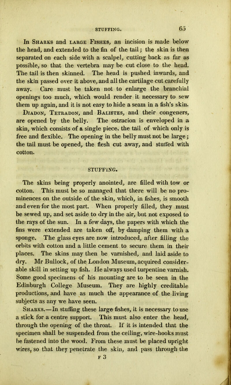 In Sharks and large Fishes, an incision is made below the head, and extended to the fin of the tail; the skin is then separated on each side with a scalpel, cutting back as far as possible, so that the vertebra may be cut close to the head. The tail is then skinned. The head is pushed inwards, and the skin passed over it above, and all the cartilage cut carefully away. Care must be taken not to enlarge the branchial openings too much, which would render it necessary to sew them up again, and it is not easy to hide a seam in a fish’s skin. Diadon, Tetradon, and Balistes, and their congeners, are opened by the belly. The ostracion is enveloped in a skin, which consists of a single piece, the tail of which only is free and flexible. The opening in the belly must not be large; the tail must be opened, the flesh cut away, and stuffed with cotton. STUFFING. The skins being properly anointed, are filled with tow or cotton. This must be so managed that there will be no pro- minences on the outside of the skin, which, in fishes, is smooth and even for the most part. When properly filled, they must be sewed up, and set aside to dry in the air, but not exposed to the rays of the sun. In a few days, the papers with which the fins were extended are taken off, by damping them with a sponge. The glass eyes are now introduced, after filling the orbits with cotton and a little cement to secure them in their places. The skins may then be varnished, and laid aside to dry. Mr Bullock, of the London Museum, acquired consider- able skill in setting up fish. He always used turpentine varnish. Some good specimens of his mounting are to be seen in the Edinburgh College Museum. They are highly creditable productions, and have as much the appearance of the living subjects as any we have seen. Sharks.—In stuffing these large fishes, it is necessary to use a stick for a centre support. This must also enter the head, through the opening of the throat. If it is intended that the specimen shall be suspended from the ceiling, wire-hooks must be fastened into the wood. From these must be placed upright wires, so that they penetrate the skin, and pass through the f 3