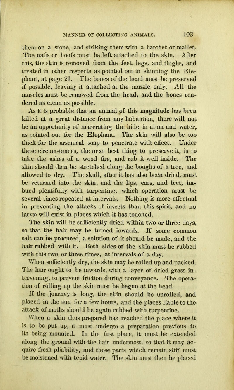 them on a stone, and striking- them with a hatchet or mallet. The nails or hoofs must be left attached to the skin. After this, the skin is removed from the feet, legs, and thighs, and treated in other respects as pointed out in skinning the Ele- phant, at page 21. The bones of the head must be preserved if possible, leaving it attached at the muzzle only. All the muscles must be removed from the head, and the bones ren- dered as clean as possible. As it is probable that an animal of this magnitude has been killed at a great distance from any habitation, there will not be an opportunity of macerating the hide in alum and water, as pointed out for the Elephant. The skin will also be too thick for the arsenical soap to penetrate with effect. Under these circumstances, the next best thing to preserve it, is to take the ashes of a wood fire, and rub it well inside. The skin should then be stretched along the boughs of a tree, and allowed to dry. The skull, after it has also been dried, must be returned into the skin, and the lips, ears, and feet, im- bued plentifully with turpentine, which operation must be several times repeated at intervals. Nothing is more effectual in preventing the attacks of insects than this spirit, and no larvae will exist in places which it has touched. The skin will be sufficiently dried within two or three days, so that the hair may be turned inwards. If some common salt can be procured, a solution of it should be made, and the hair rubbed with it. Both sides of the skin must be rubbed with this two or three times, at intervals of a day. When sufficiently dry, the skin may be rolled up and packed. The hair ought to be inwards, with a layer of dried grass in- tervening, to prevent friction during conveyance. The opera- tion of rolling up the skin must be begun at the head. If the journey is long, the skin should be unrolled, and placed in the sun for a few hours, and the places liable to the attack of moths should be again rubbed with turpentine. When a skin thus prepared has reached the place where it is to be put up, it must undergo a preparation previous to its being mounted. In the first place, it must be extended along the ground with the hair undermost, so that it may ac- quire fresh pliability, and those parts which remain stiff must be moistened with tepid water. The skin must then be placed