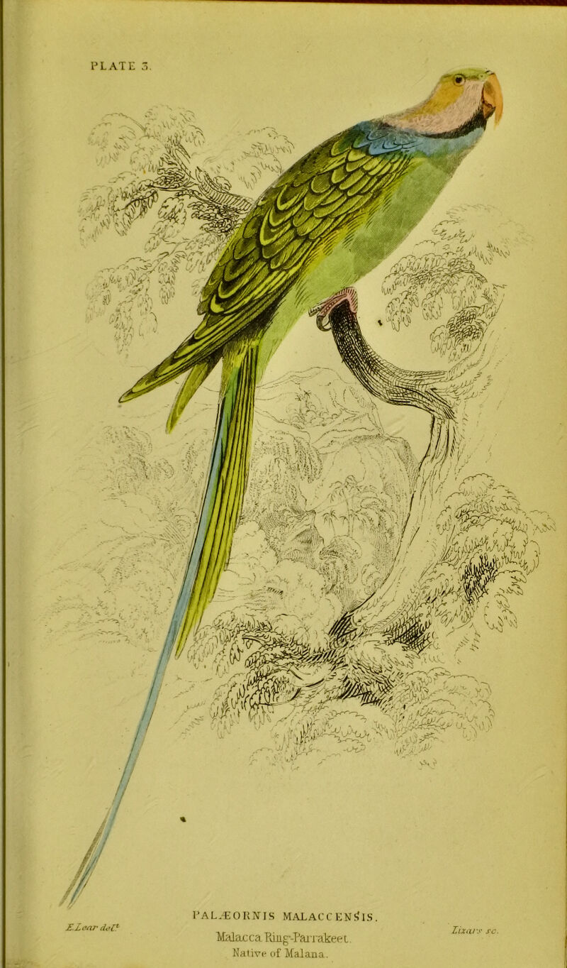 PLATE I ) PAL.EOKIVIS MALACCENS'lS. MalLLCca Ruig-PaijakeeL. Native of Malana.